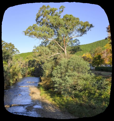 Porepunkah Pines Tourist Resort — Porepunkah, VIC