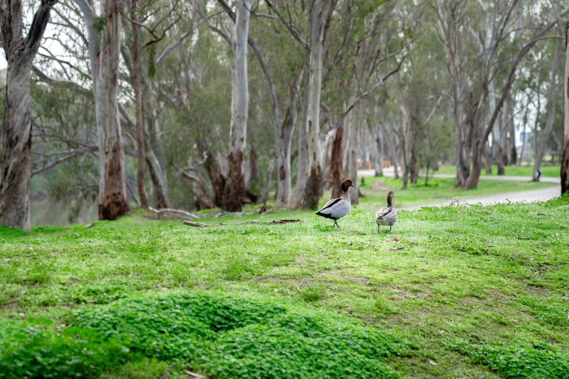 Victoria Lake Holiday Park in Shepparton, VIC — photo 4