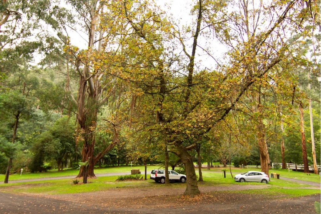 Tarra Valley Caravan Park in Tarra Valley, VIC — photo 5