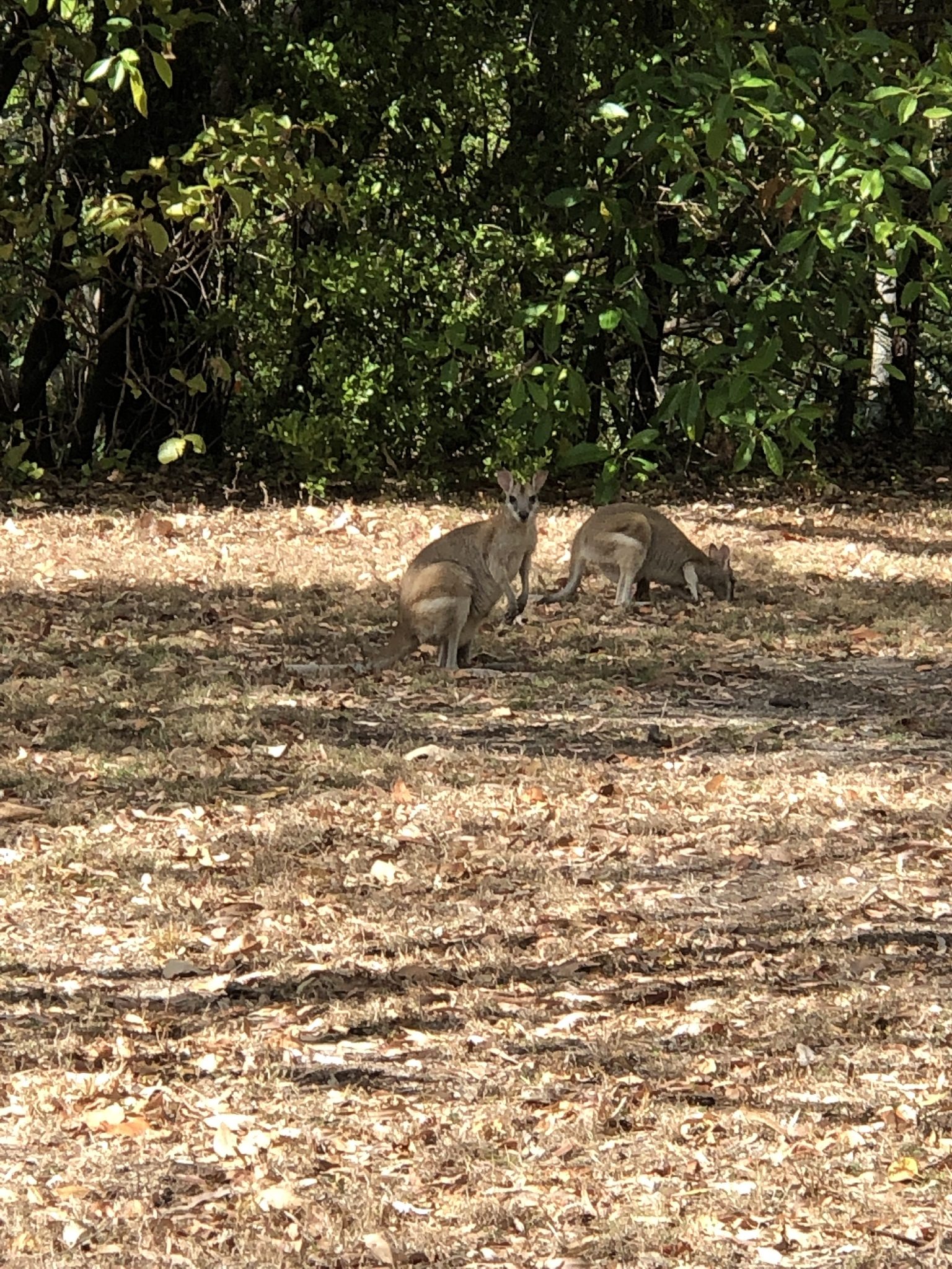 Alligator Creek Campground in Alligator Creek, QLD — photo 1