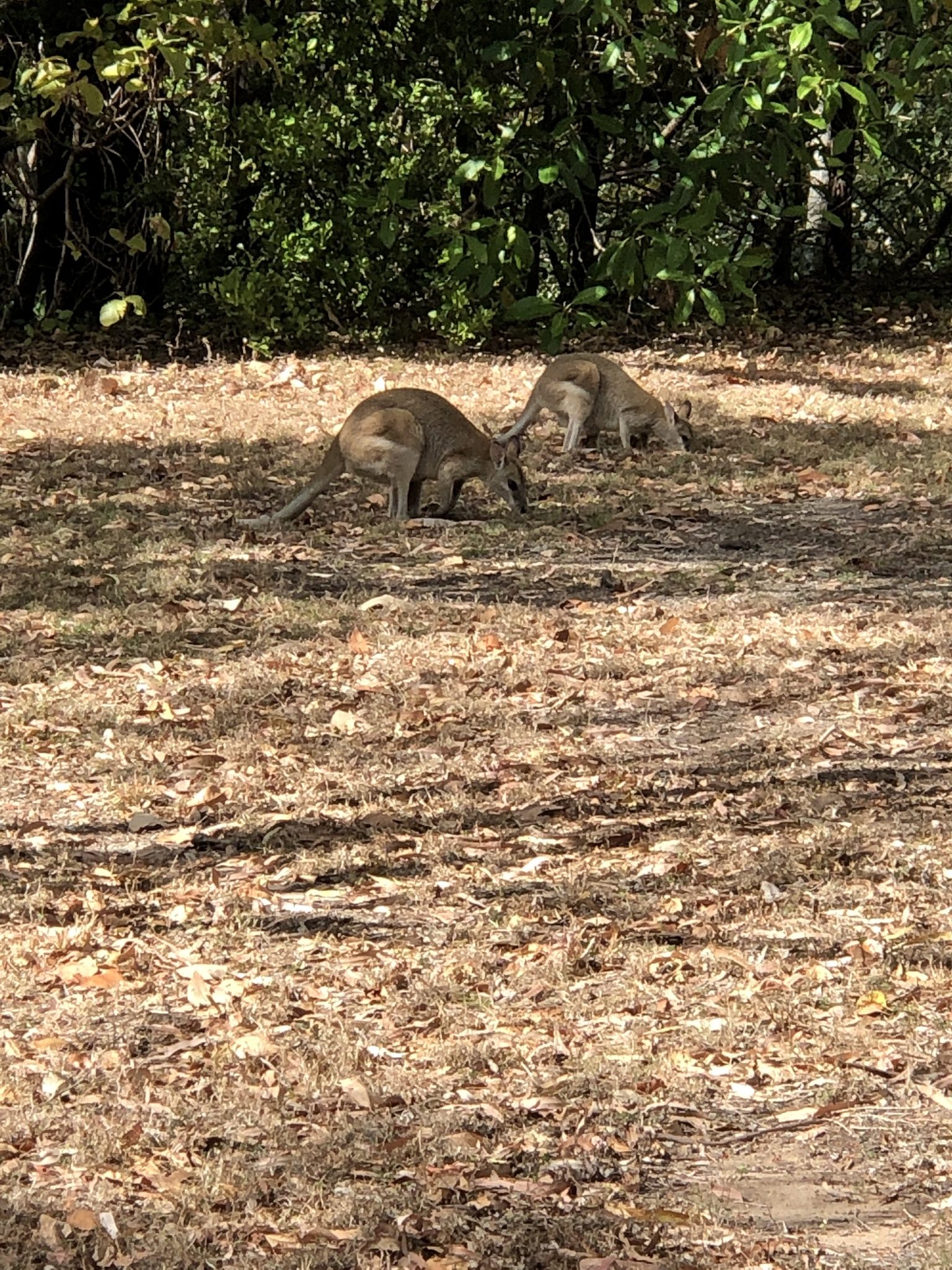 Alligator Creek Campground in Alligator Creek, QLD — photo 3
