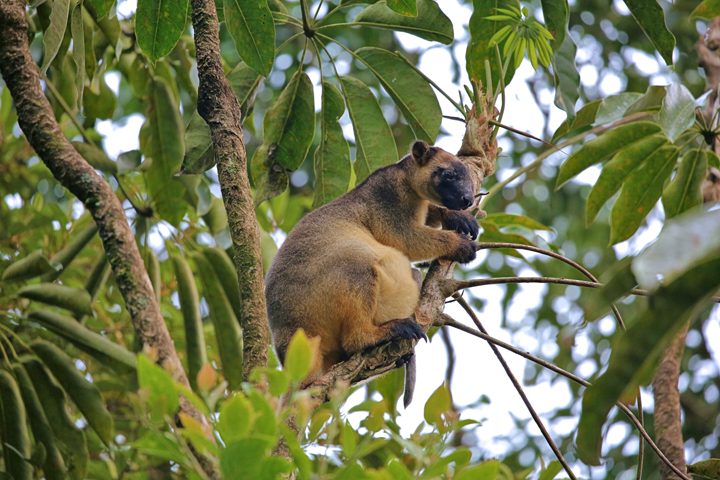 Millaa Millaa Tourist Park in Millaa Millaa, QLD — photo 3