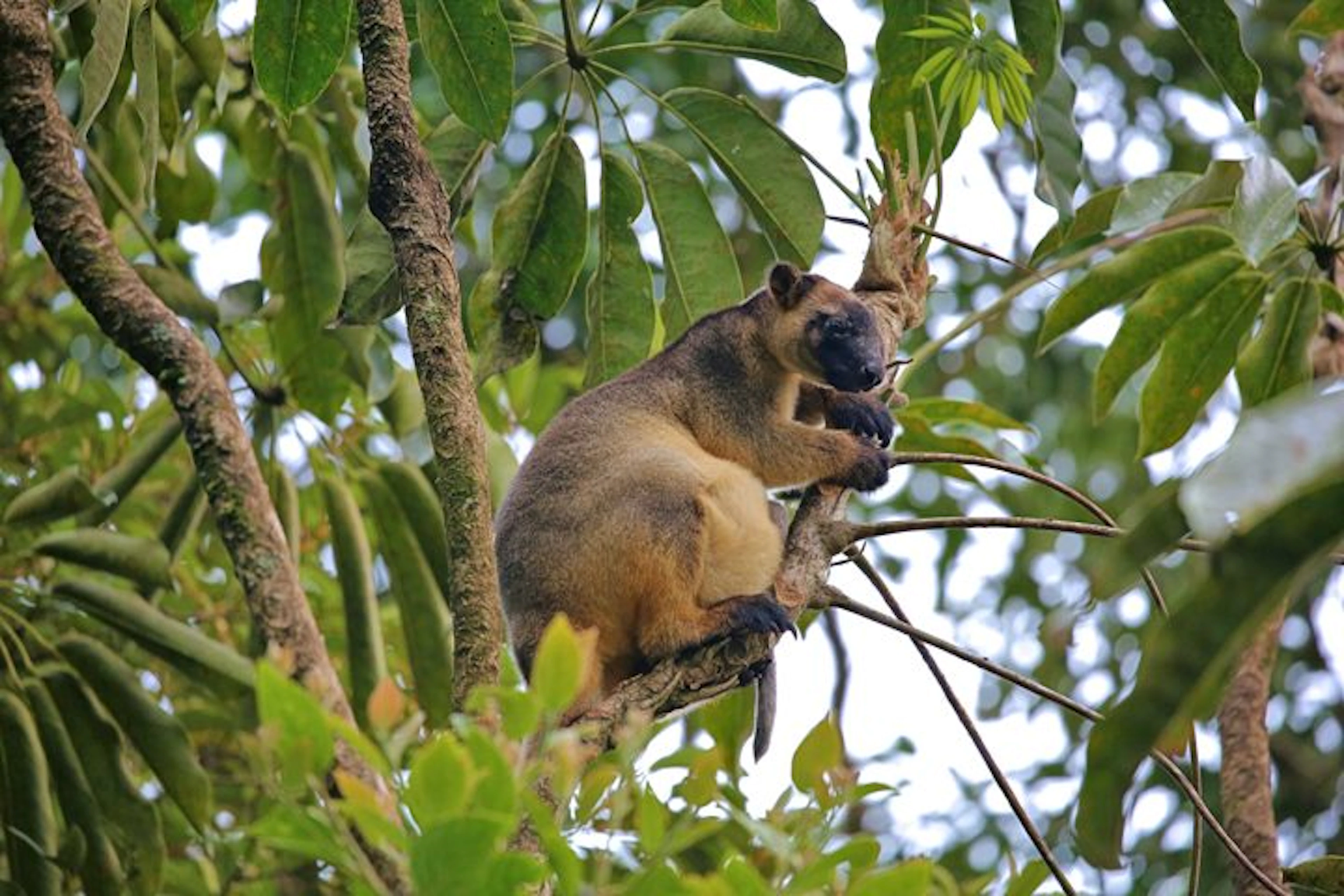 Millaa Millaa Tourist Park in Millaa Millaa, QLD — photo 3