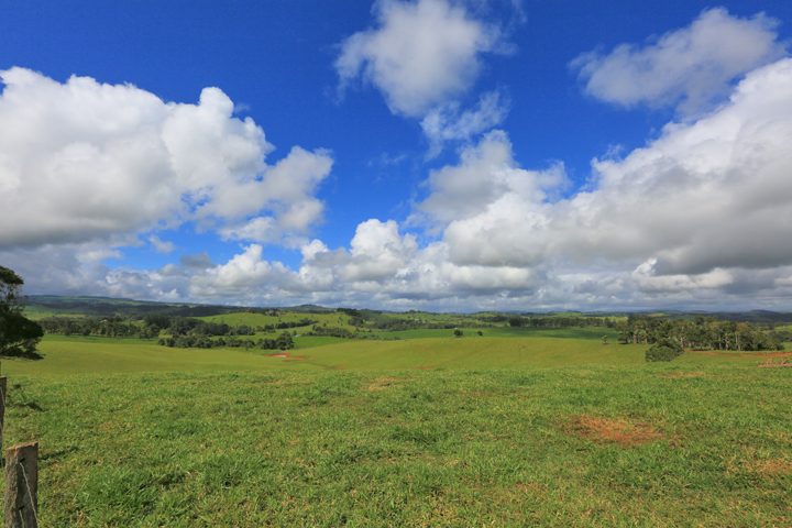 Millaa Millaa Tourist Park in Millaa Millaa, QLD — photo 3