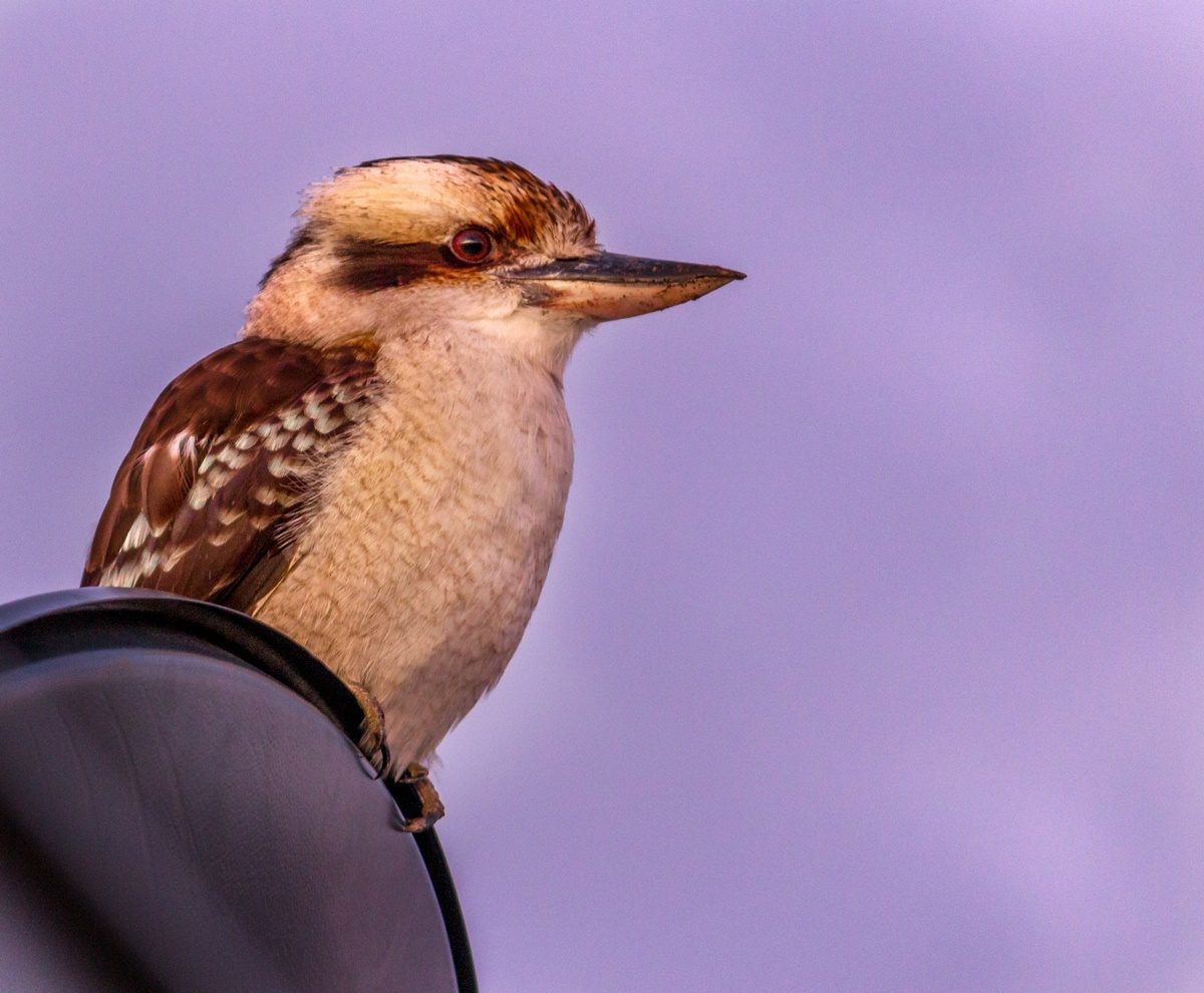 Kismet Riverside Lodge in Howlong, NSW — photo 4