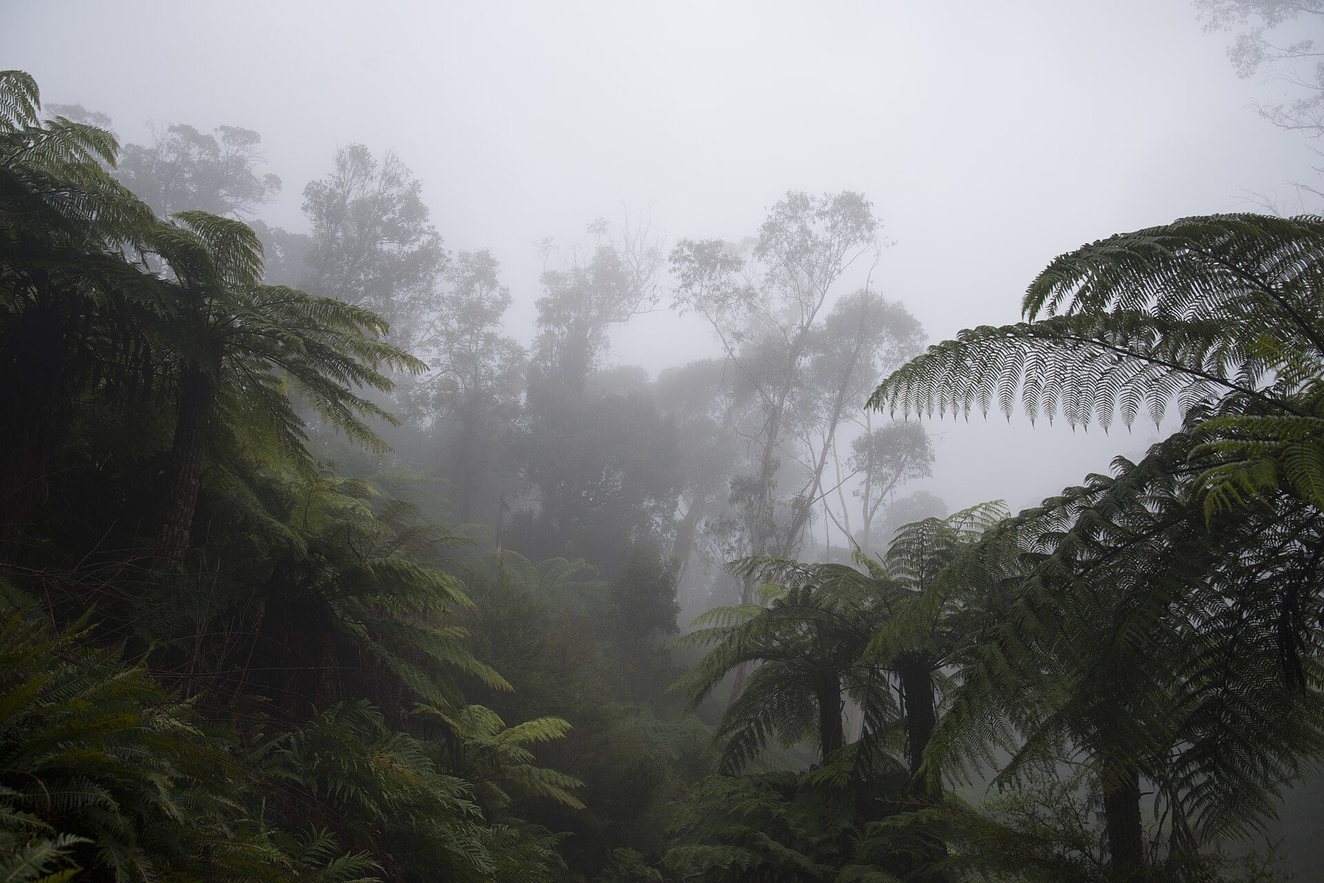 Katoomba Falls — Katoomba, NSW