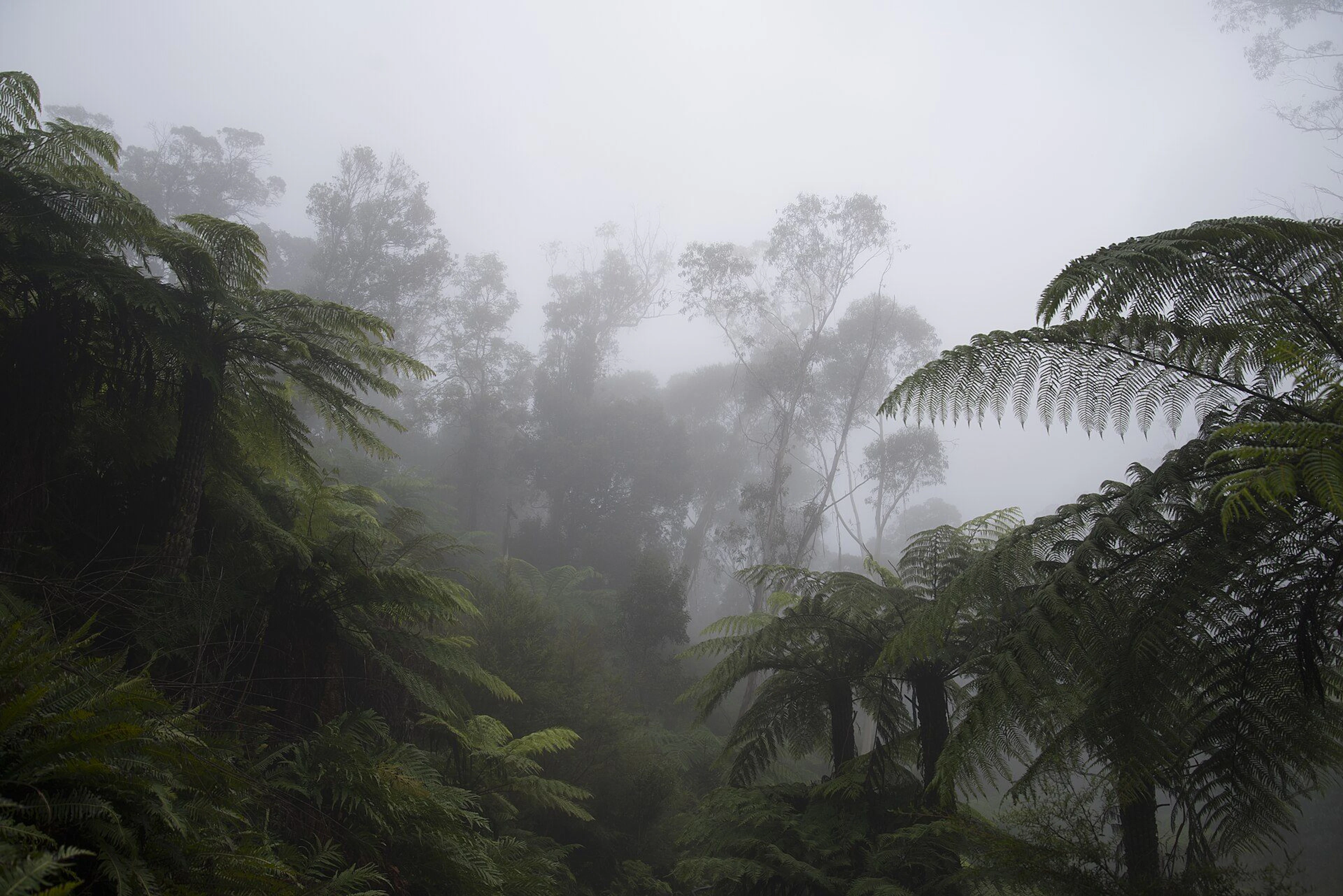 Katoomba Falls in Katoomba, NSW — photo 1