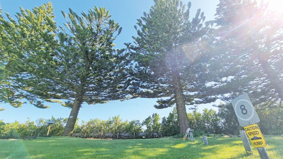 Port MacDonnell Foreshore Tourist Park in Port MacDonnell, SA — photo 4