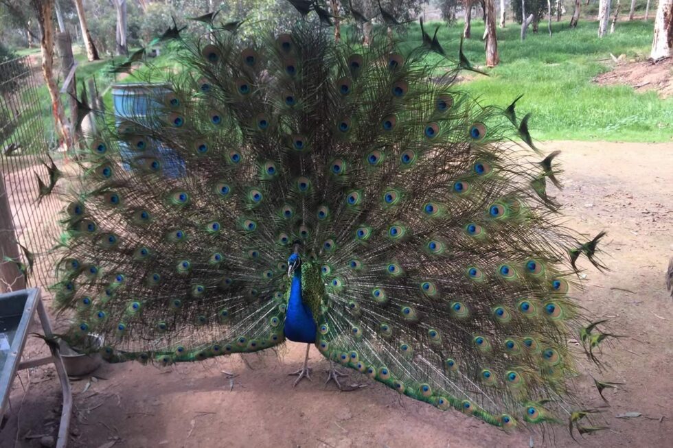 Toodyay Holiday Park and Chalets in Toodyay, WA — photo 1