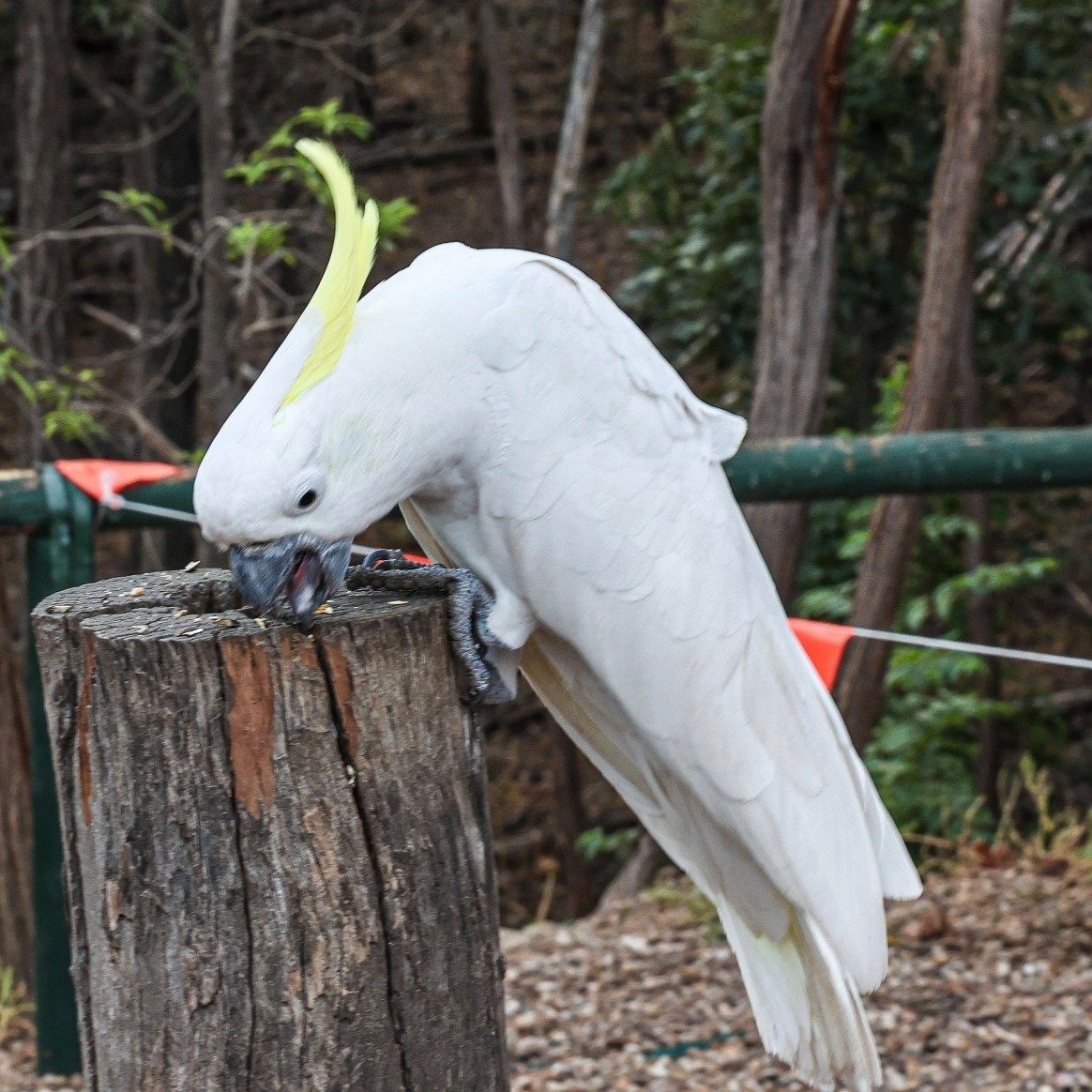 Sapphire Caravan Park in Sapphire, QLD — photo 5