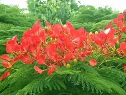 Poinciana Tourist Park in Yeppoon, QLD — photo 2