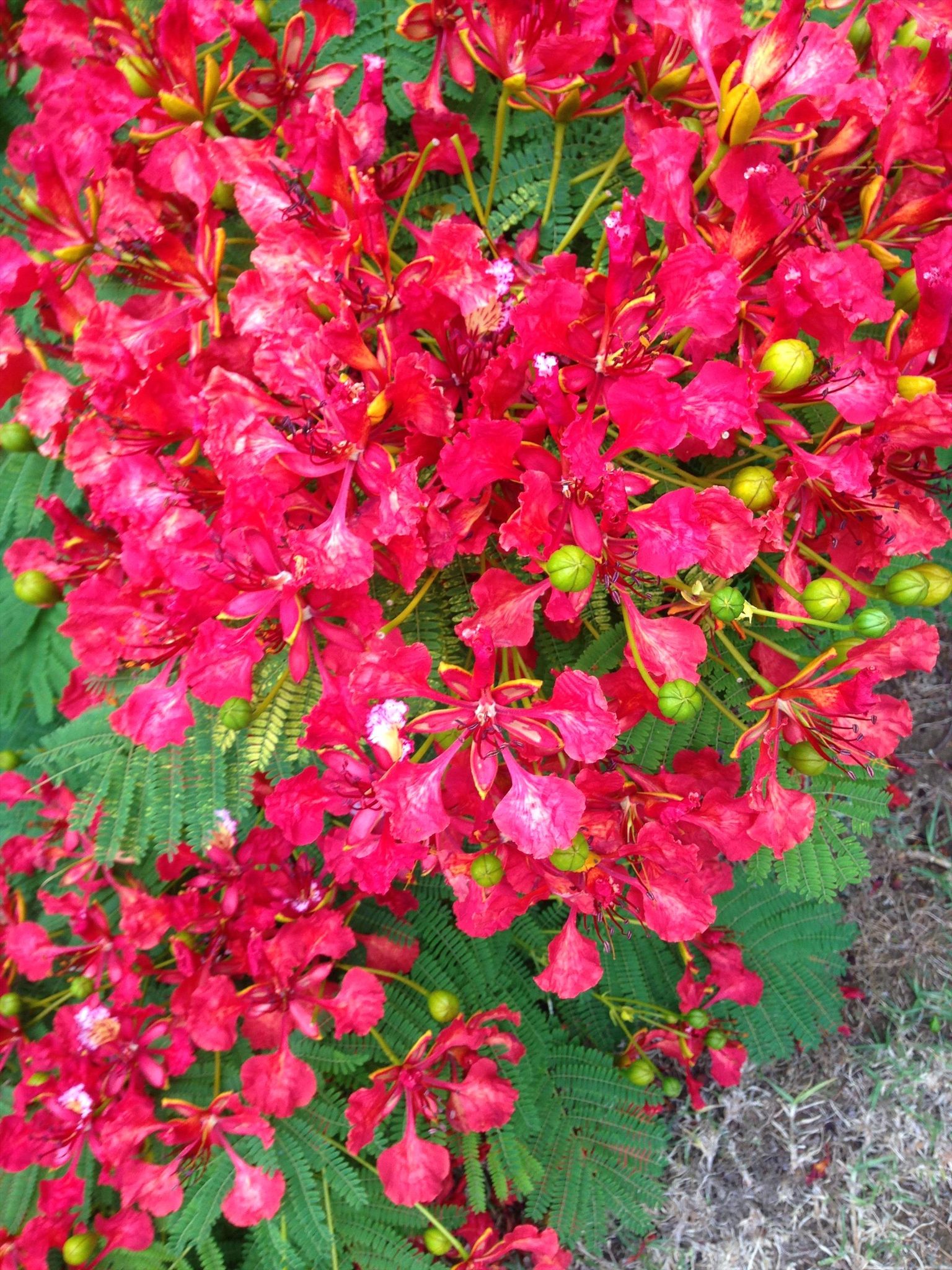 Poinciana Tourist Park in Yeppoon, QLD — photo 5
