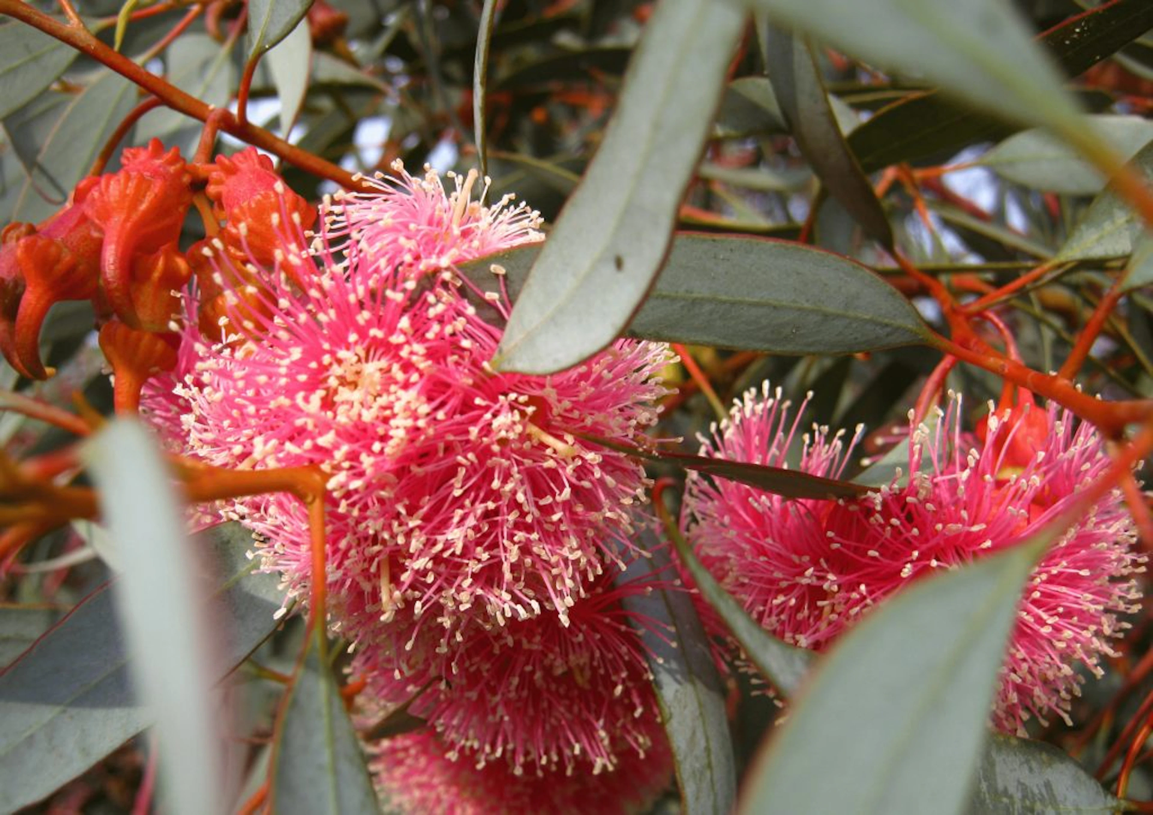 Quairading Caravan Park in Quairading, WA — photo 4