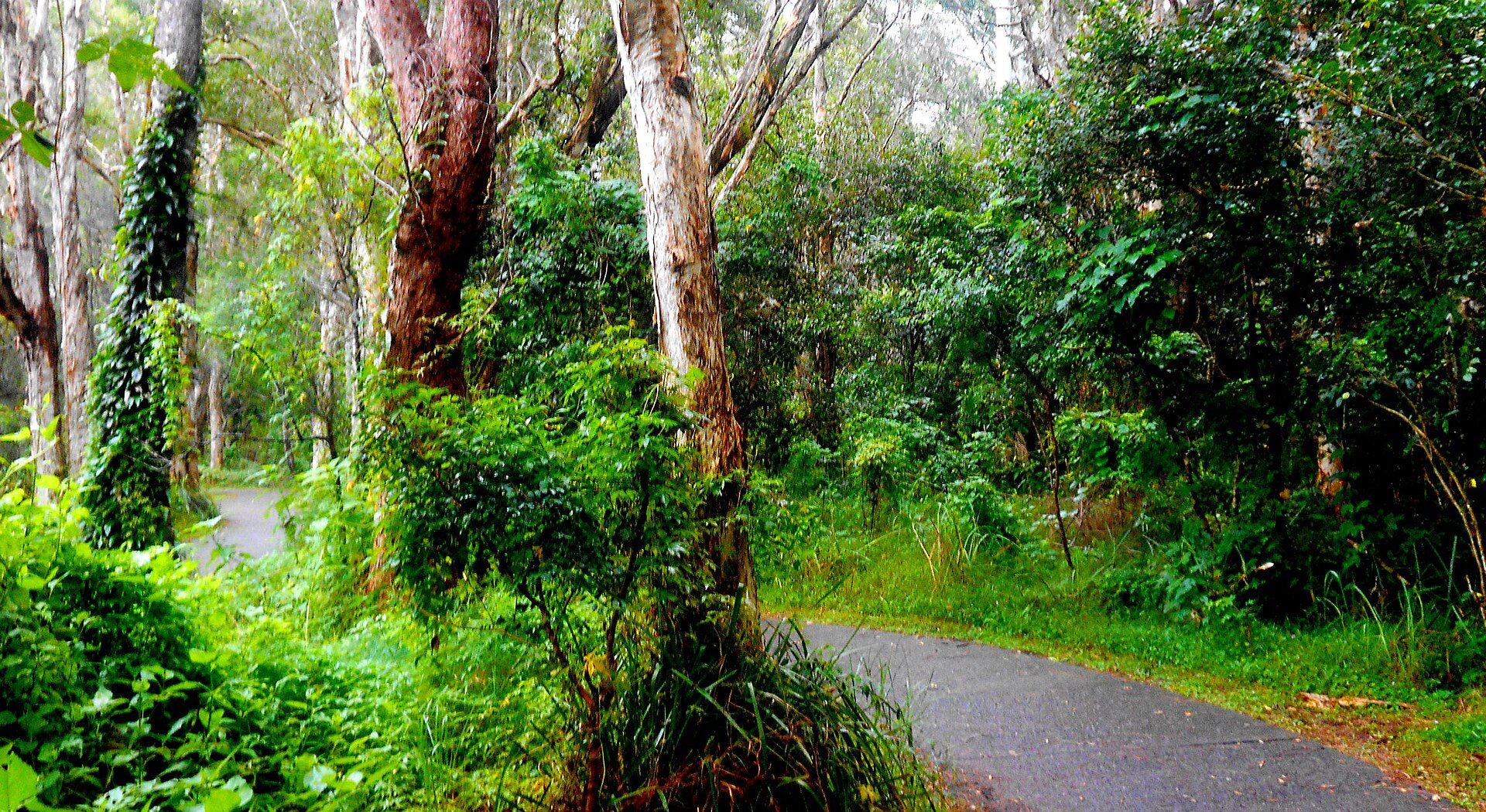 Diamond Head Road Reserve Dunbogan in Dunbogan, NSW — photo 3