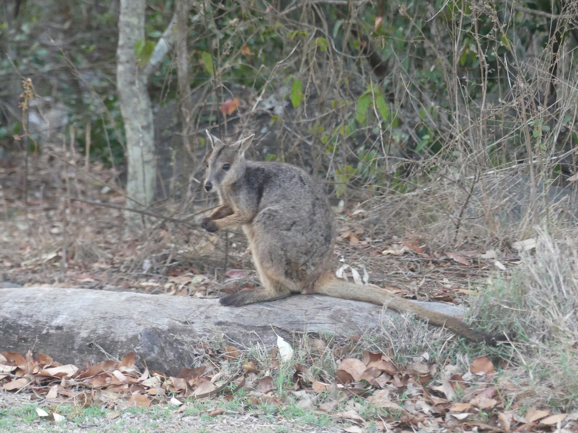 Camp Kanga in Crystal Brook, QLD — photo 1