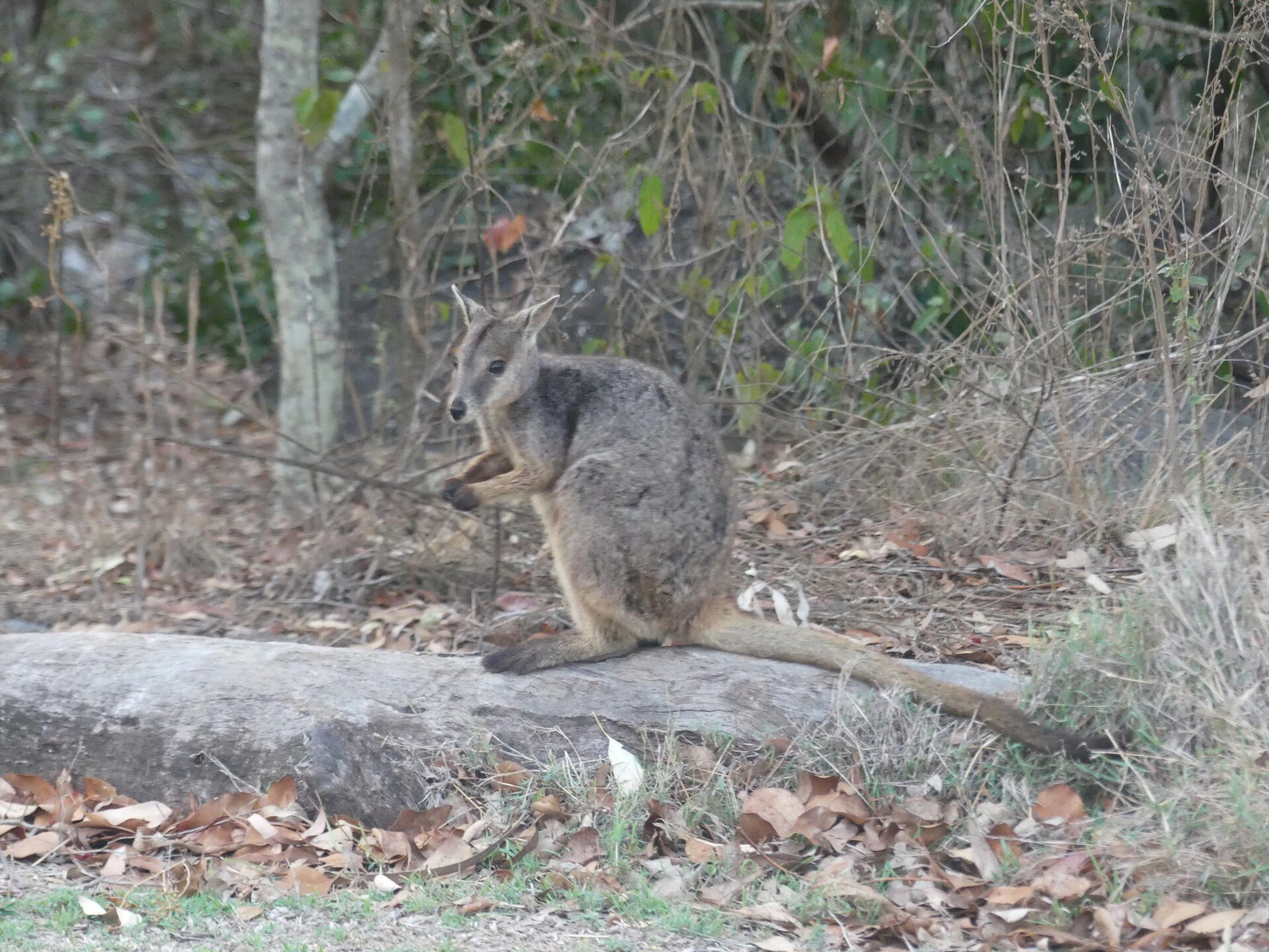 Camp Kanga in Crystal Brook, QLD — photo 1