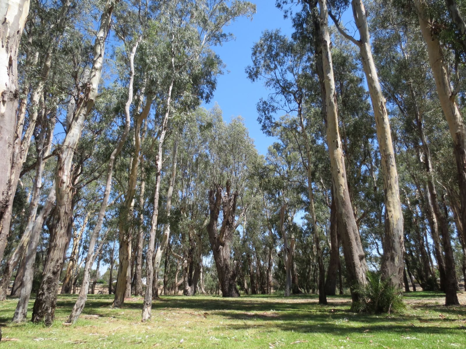 Barham Caravan and Tourist Park in Barham, NSW — photo 3