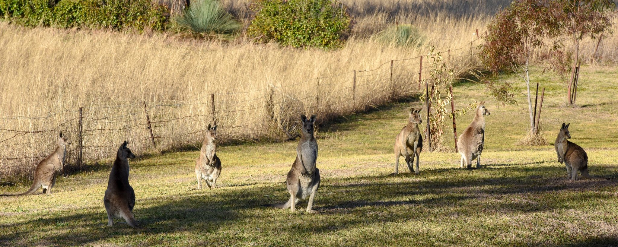 Sapphire City Caravan Park in Inverell, NSW — photo 1