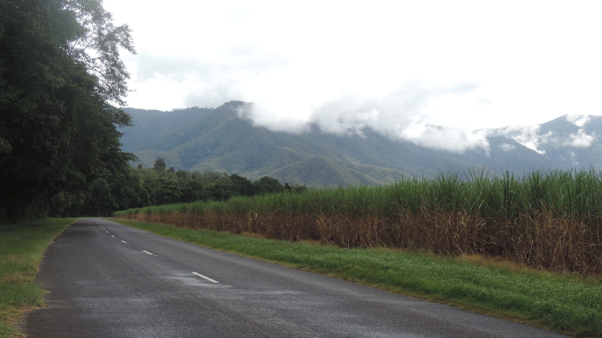 Catch a Barra in Little Mulgrave, QLD — photo 1