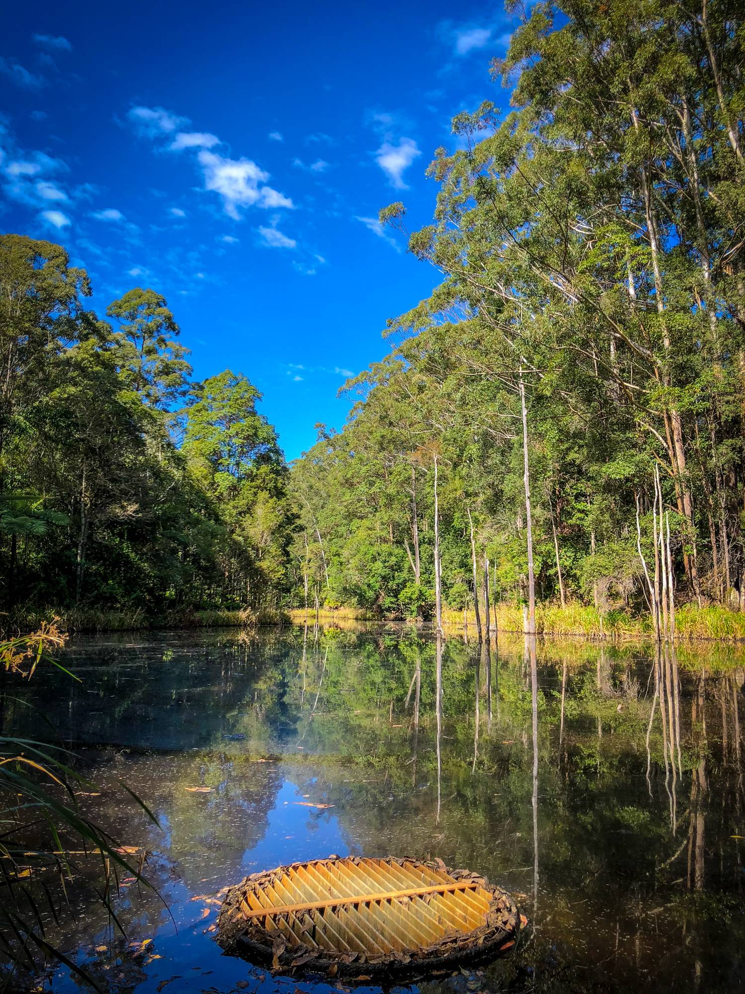 Forest Glen Holiday Resort in Forest Glen, QLD — photo 2