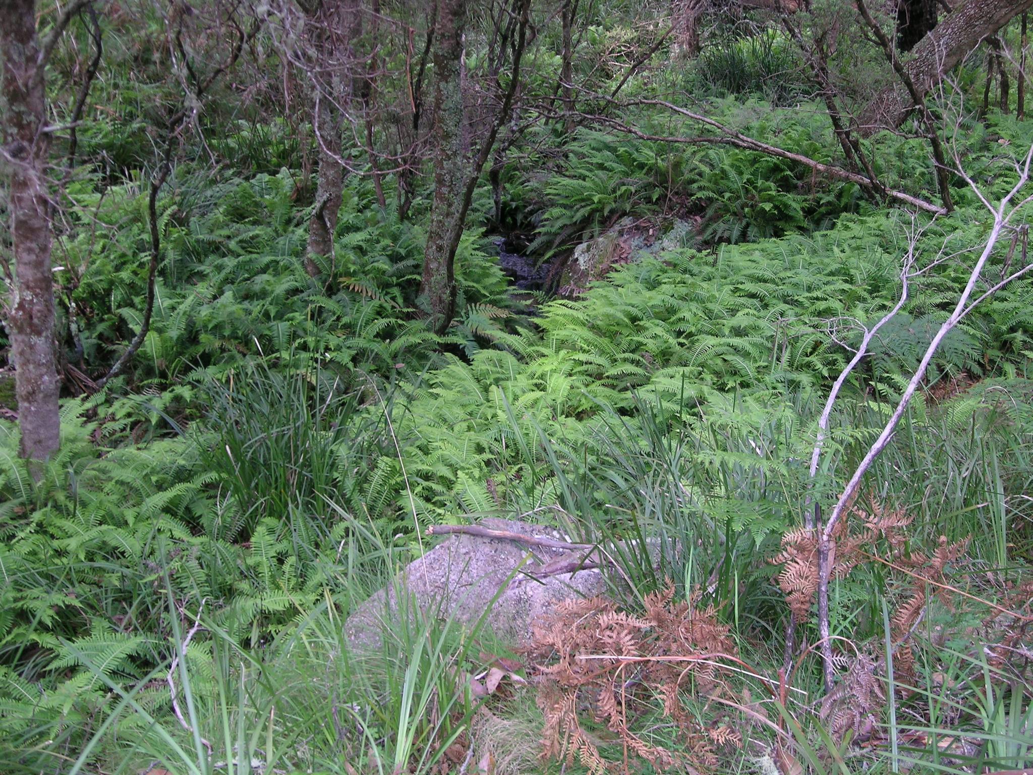 Barokee Campground Cathedral Rock in Ebor, NSW — photo 1