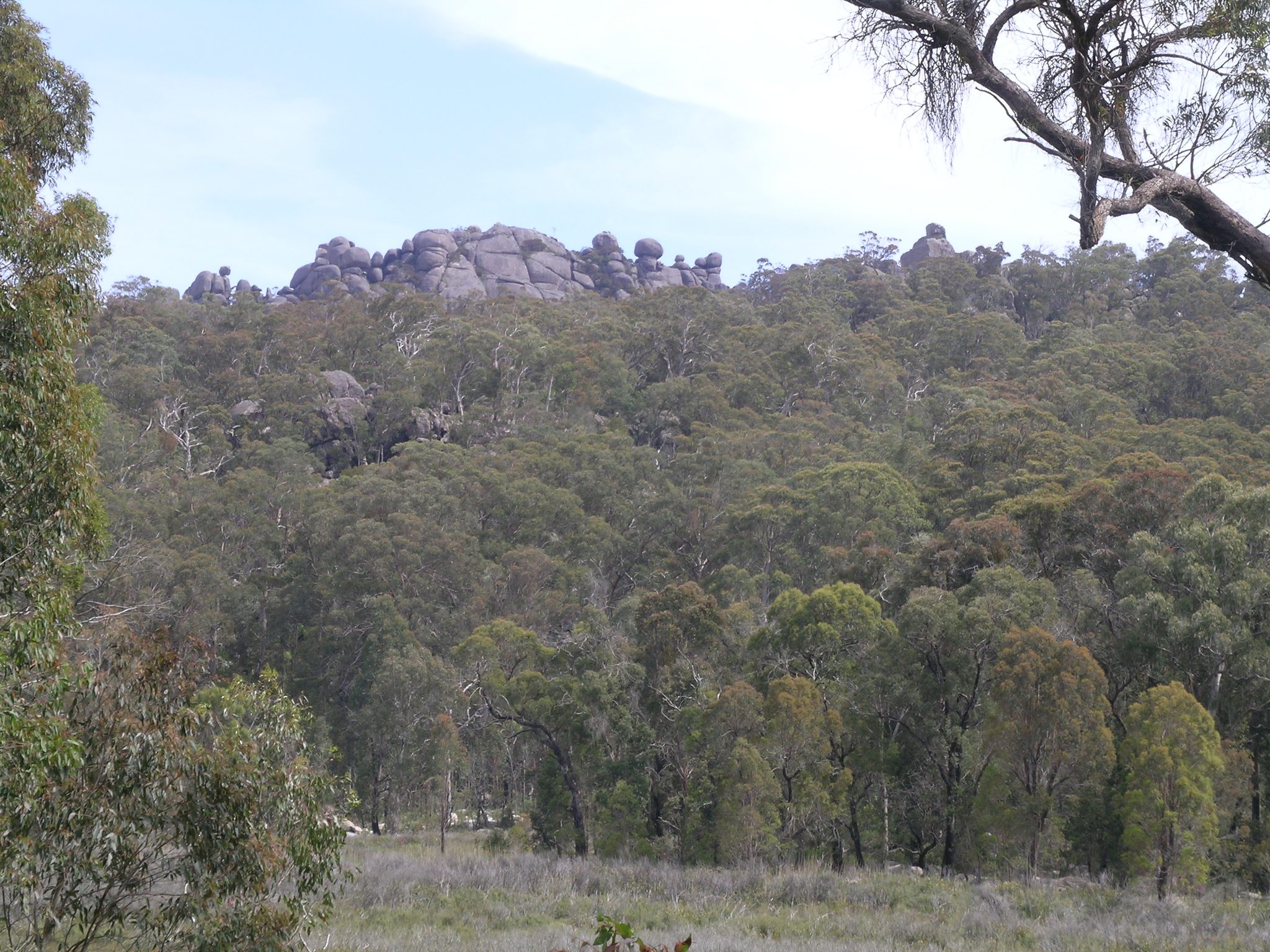 Native Dog Campground Cathedral Rock in Ebor, NSW — photo 1