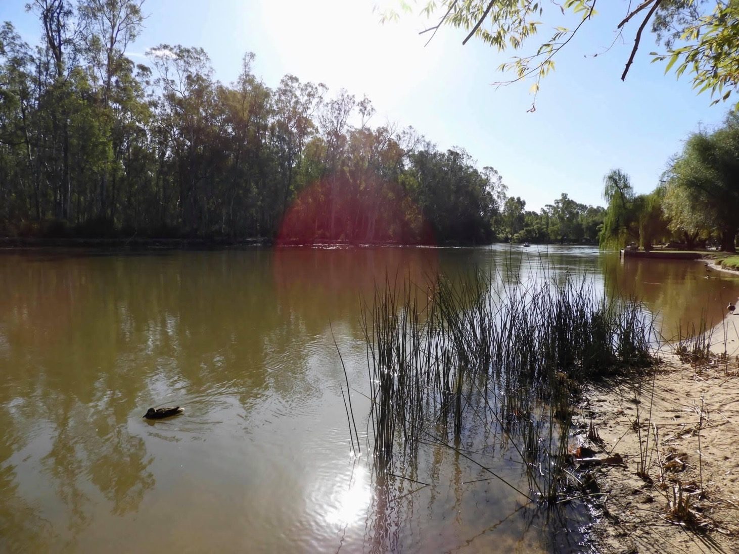 Murraybank Caravan Park in Mathoura, NSW — photo 4