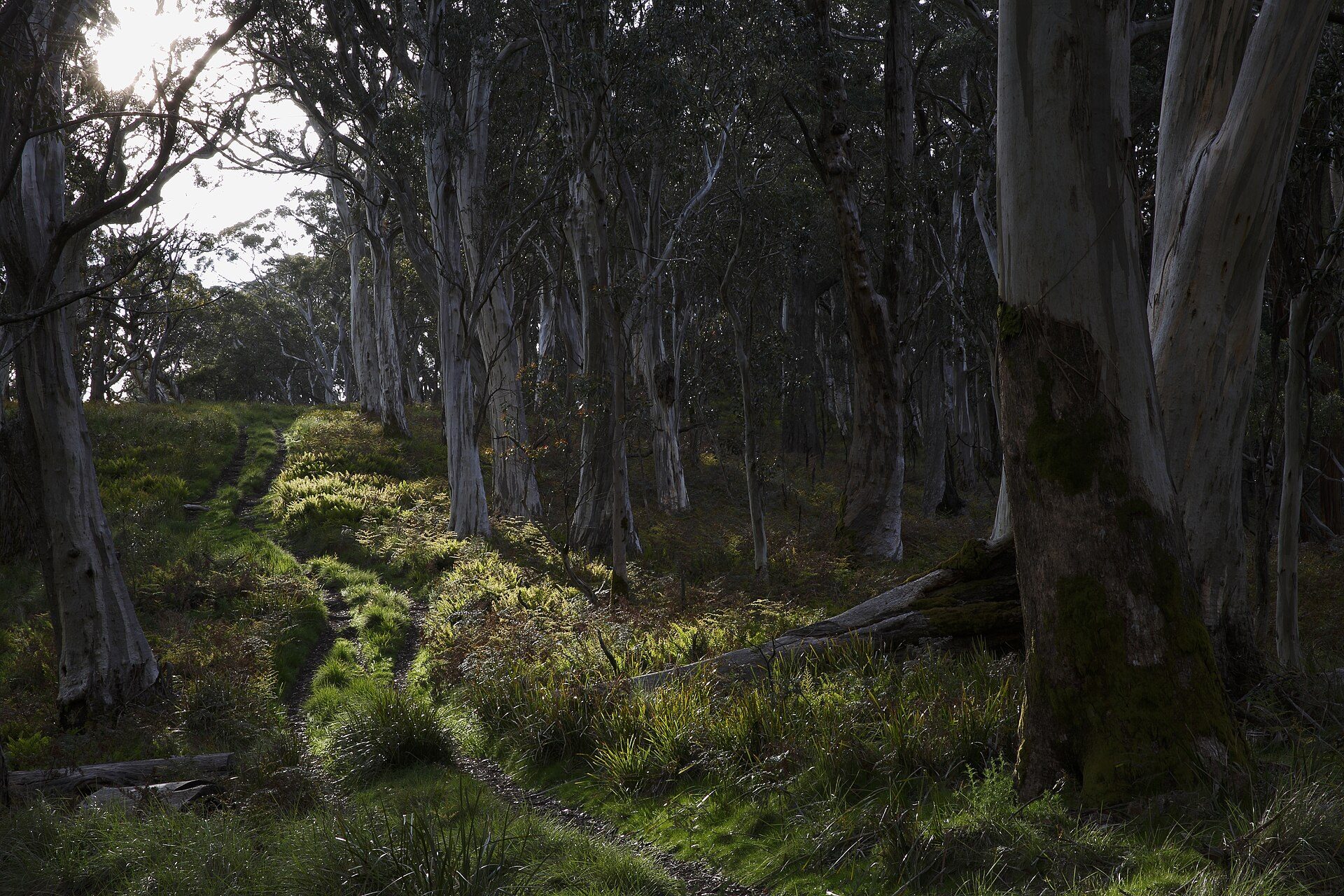 Baines Camping Area in Raglan, VIC — photo 1