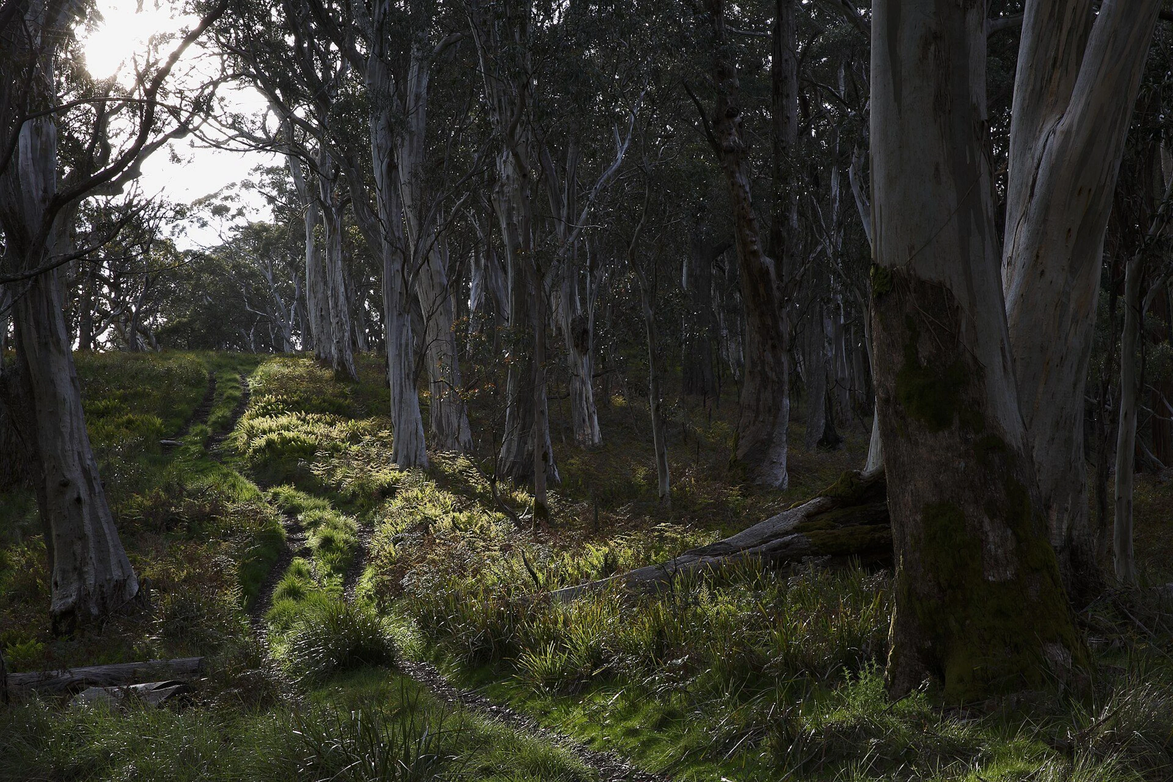 Baines Camping Area in Raglan, VIC — photo 1
