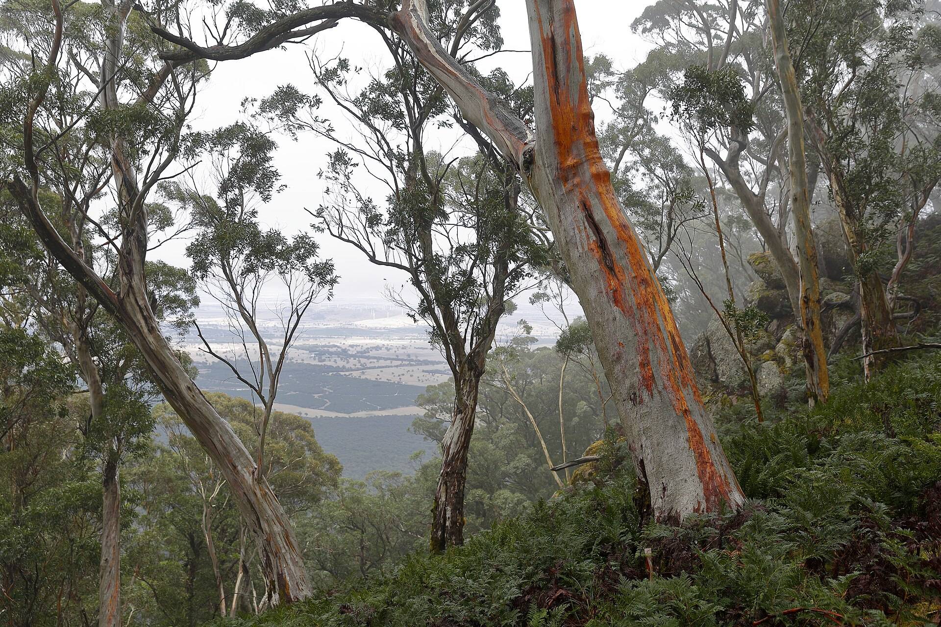 Ferntree Camping Area in Raglan, VIC — photo 2