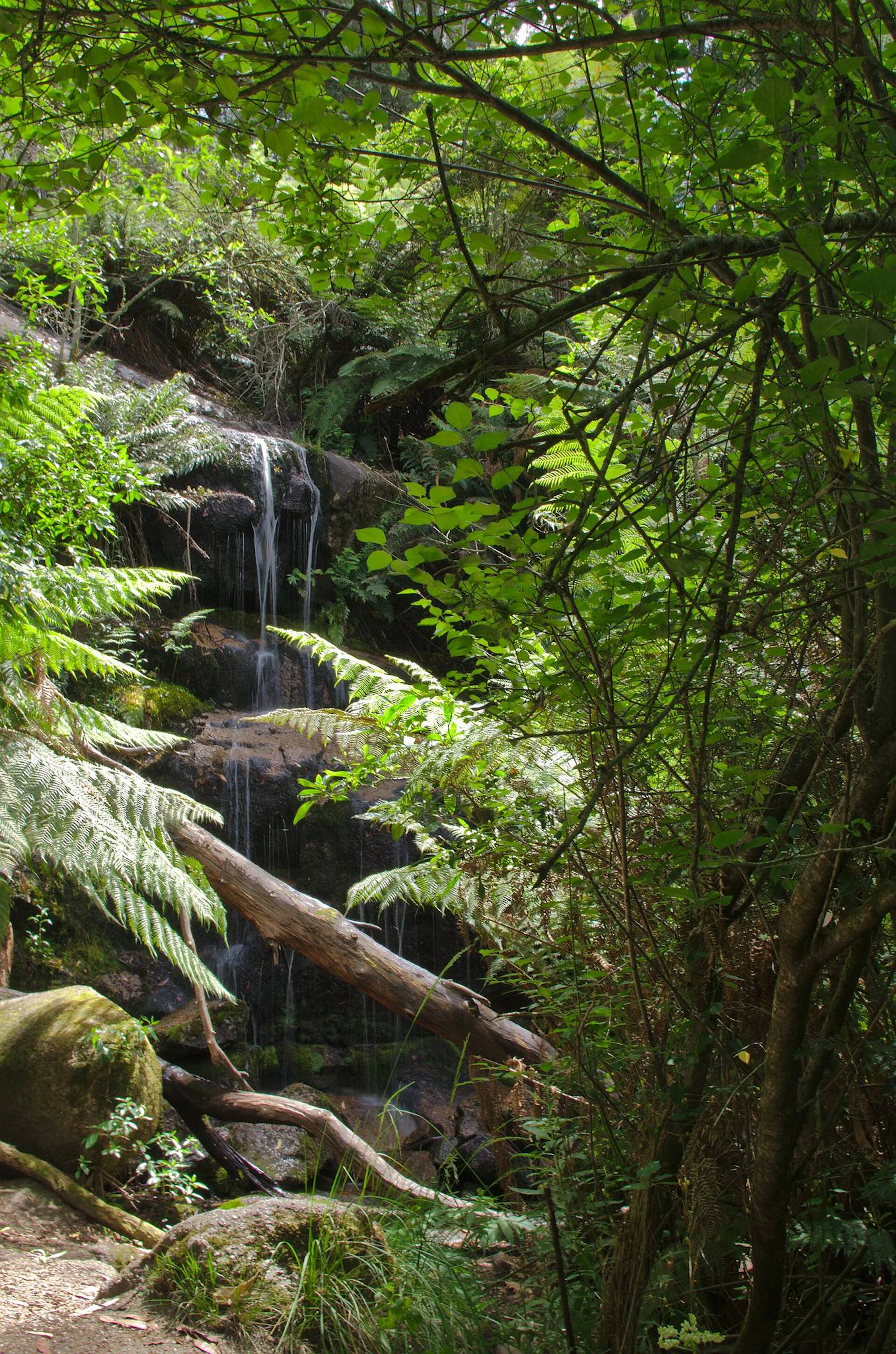 Ferntree Camping Area in Raglan, VIC — photo 1