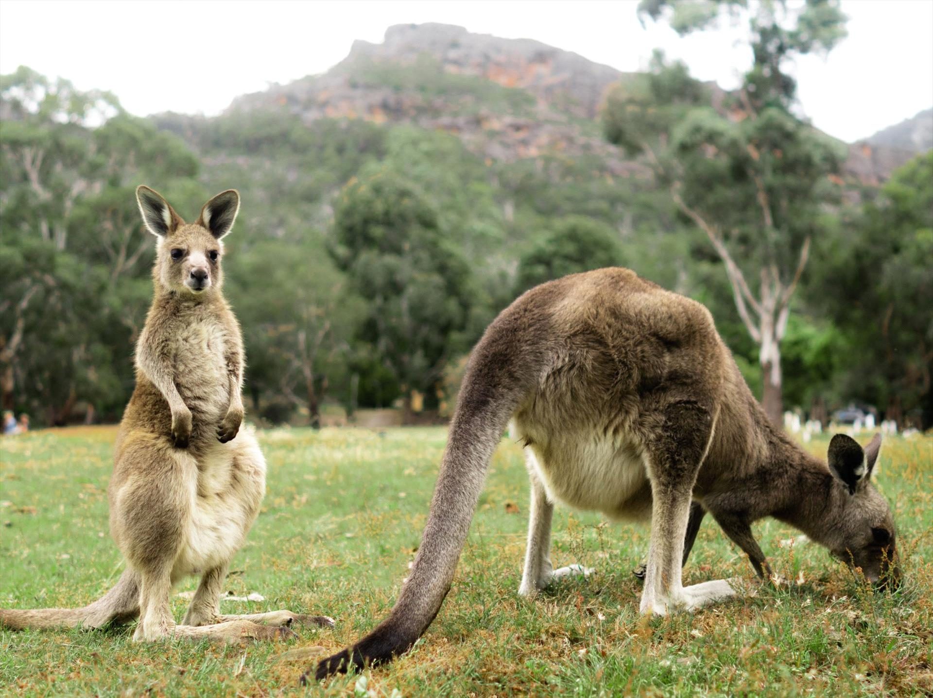 BIG4 Grampians Parkgate Resort in Halls Gap, VIC — photo 1