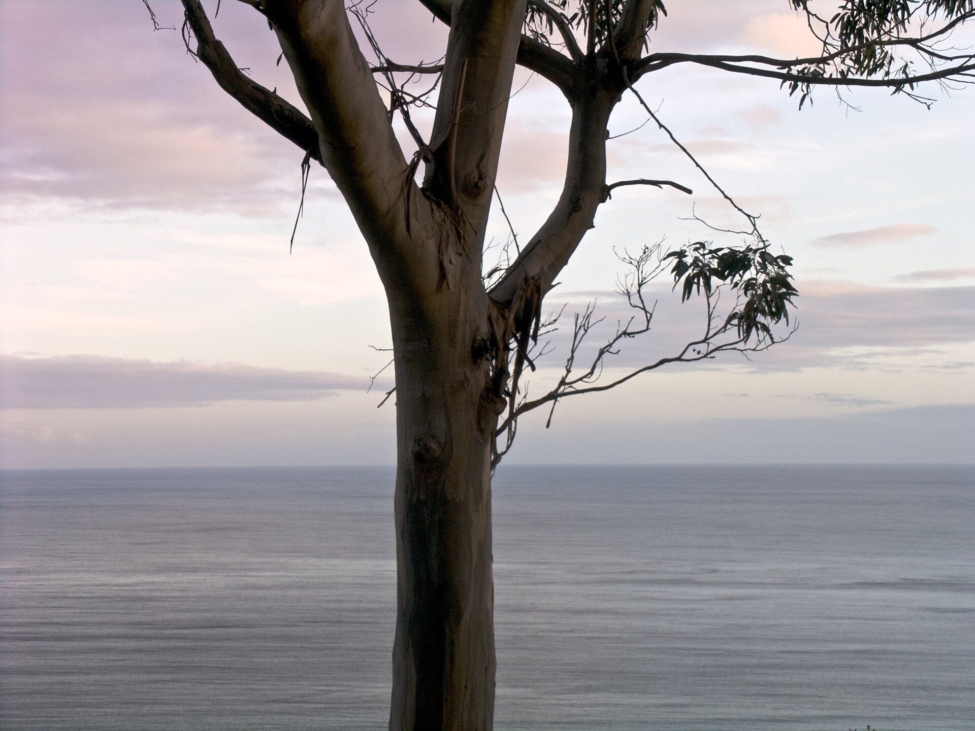 Skenes Creek Beachfront Park — Skenes Creek, VIC