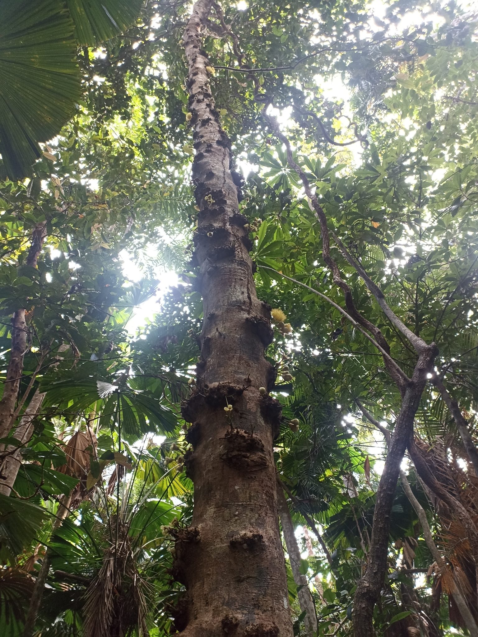Cape Tribulation Camping in Cape Tribulation, QLD — photo 2