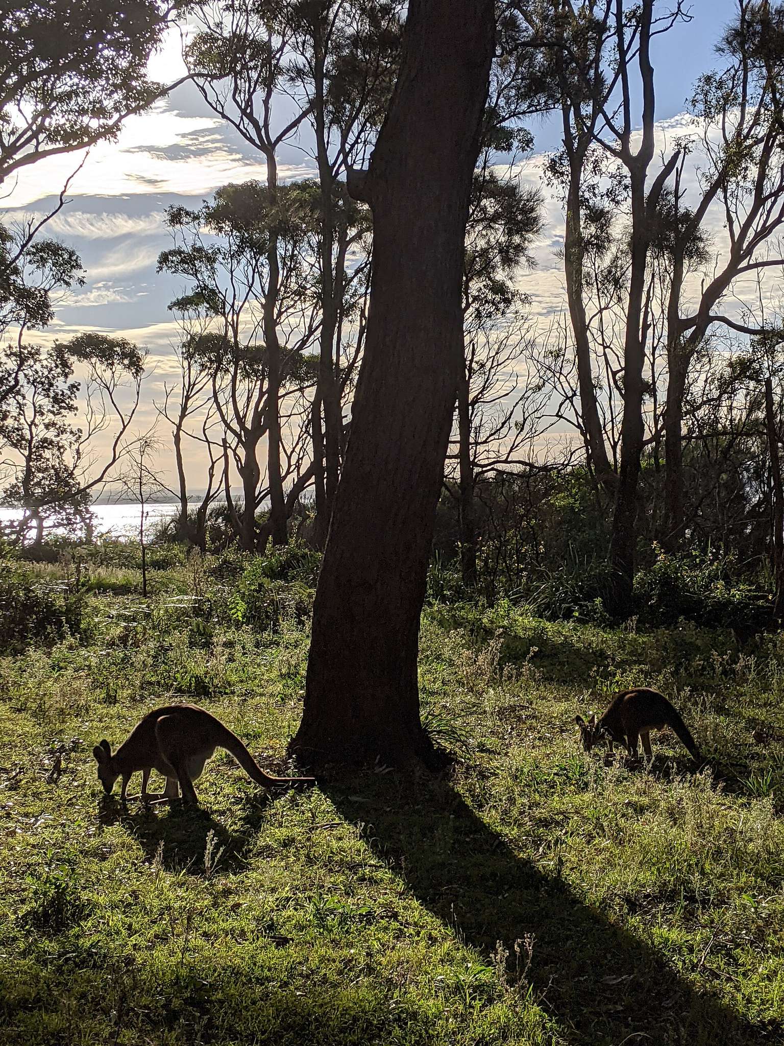 Honeymoon Bay and Bindijine Beach in Beecroft Peninsula, NSW — photo 1
