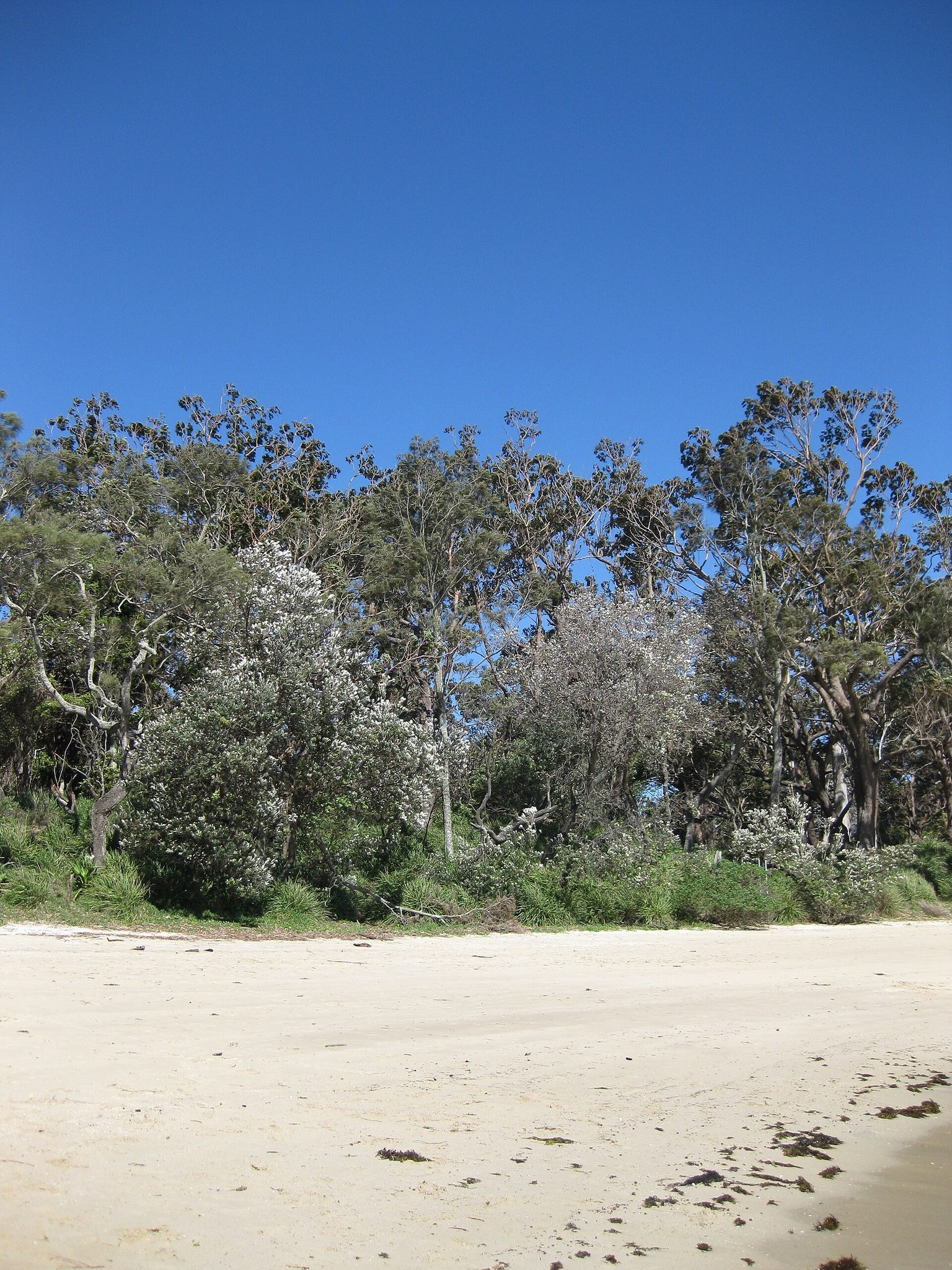 Honeymoon Bay and Bindijine Beach in Beecroft Peninsula, NSW — photo 2