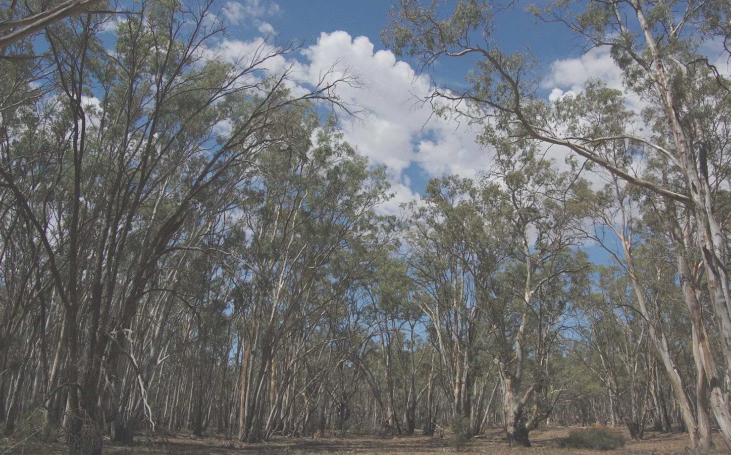 Katarapko Camping Areas in Berri, SA — photo 2