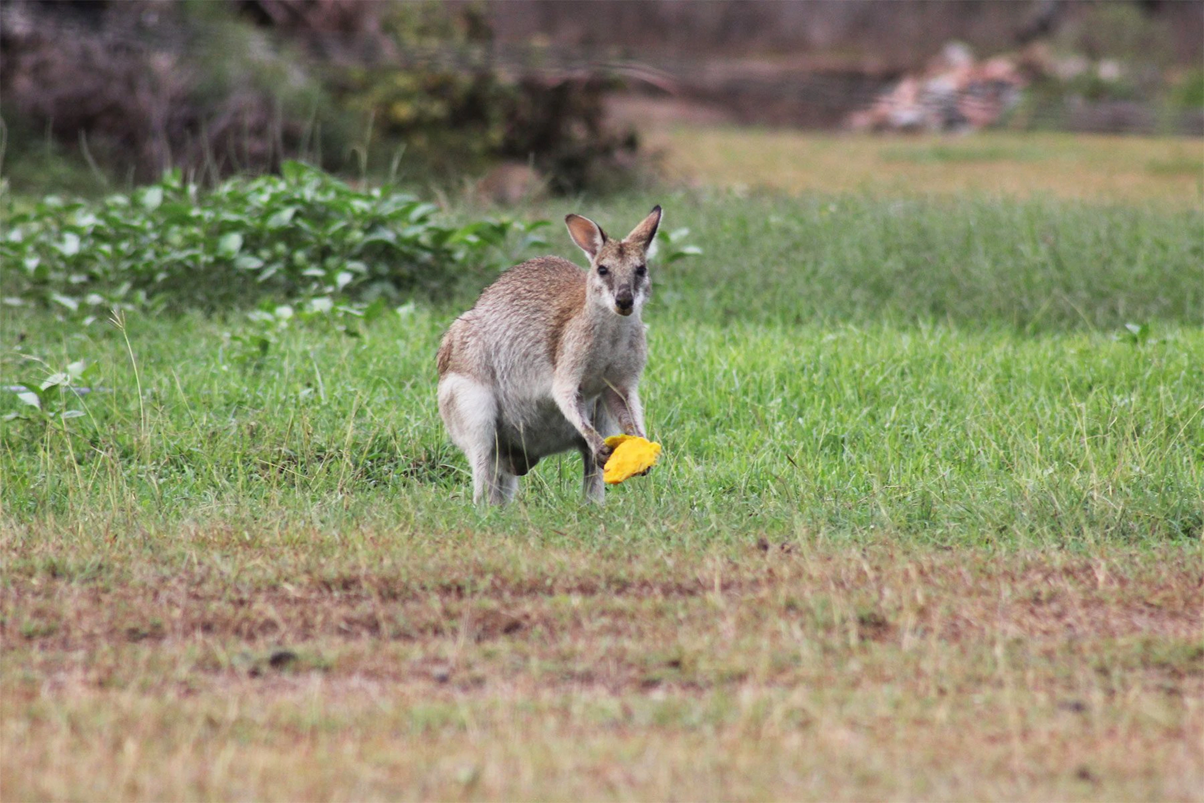 Townsville Bush Oasis Caravan Park in Nome, QLD — photo 5