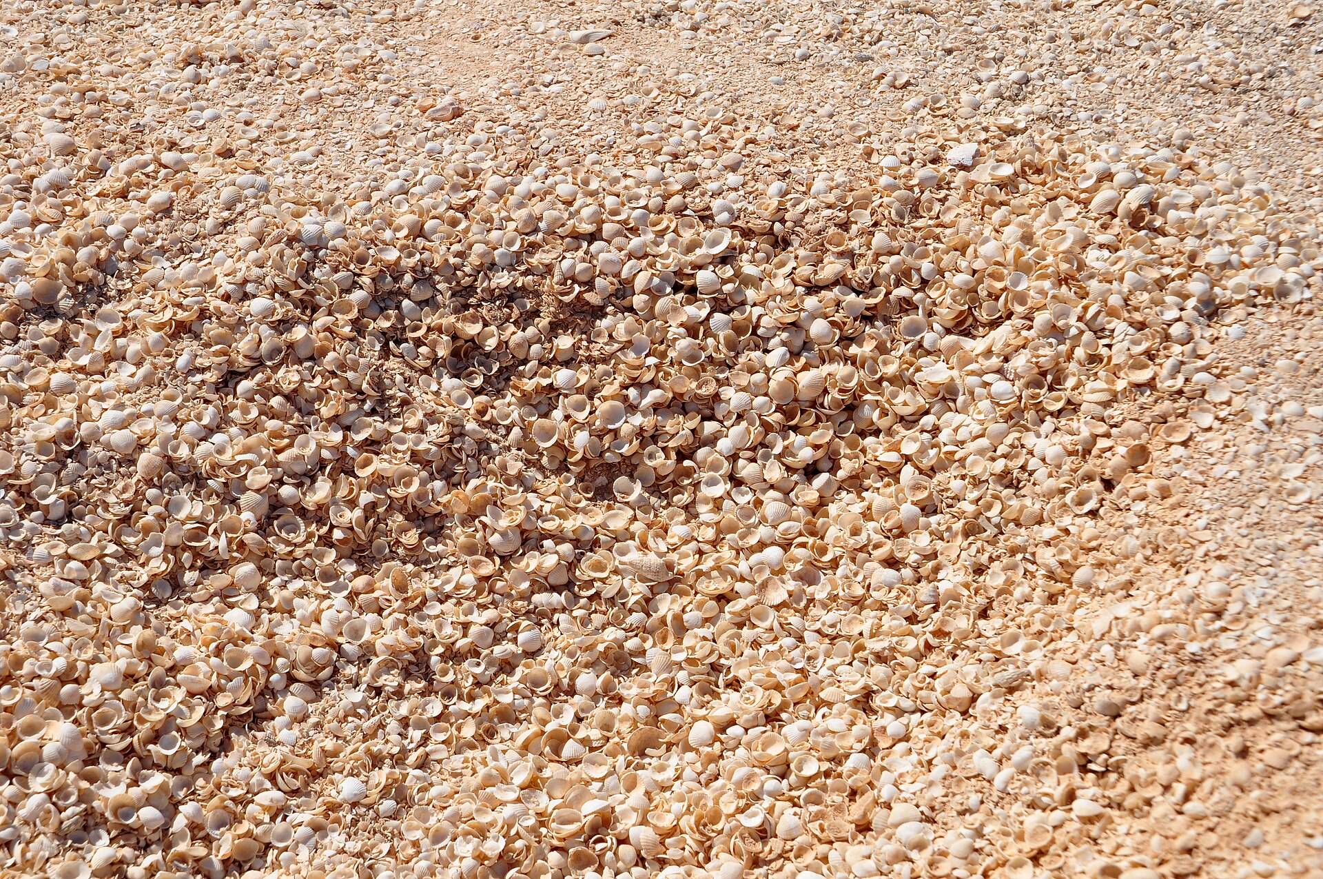 Shell Beach in Shark Bay, WA — photo 2