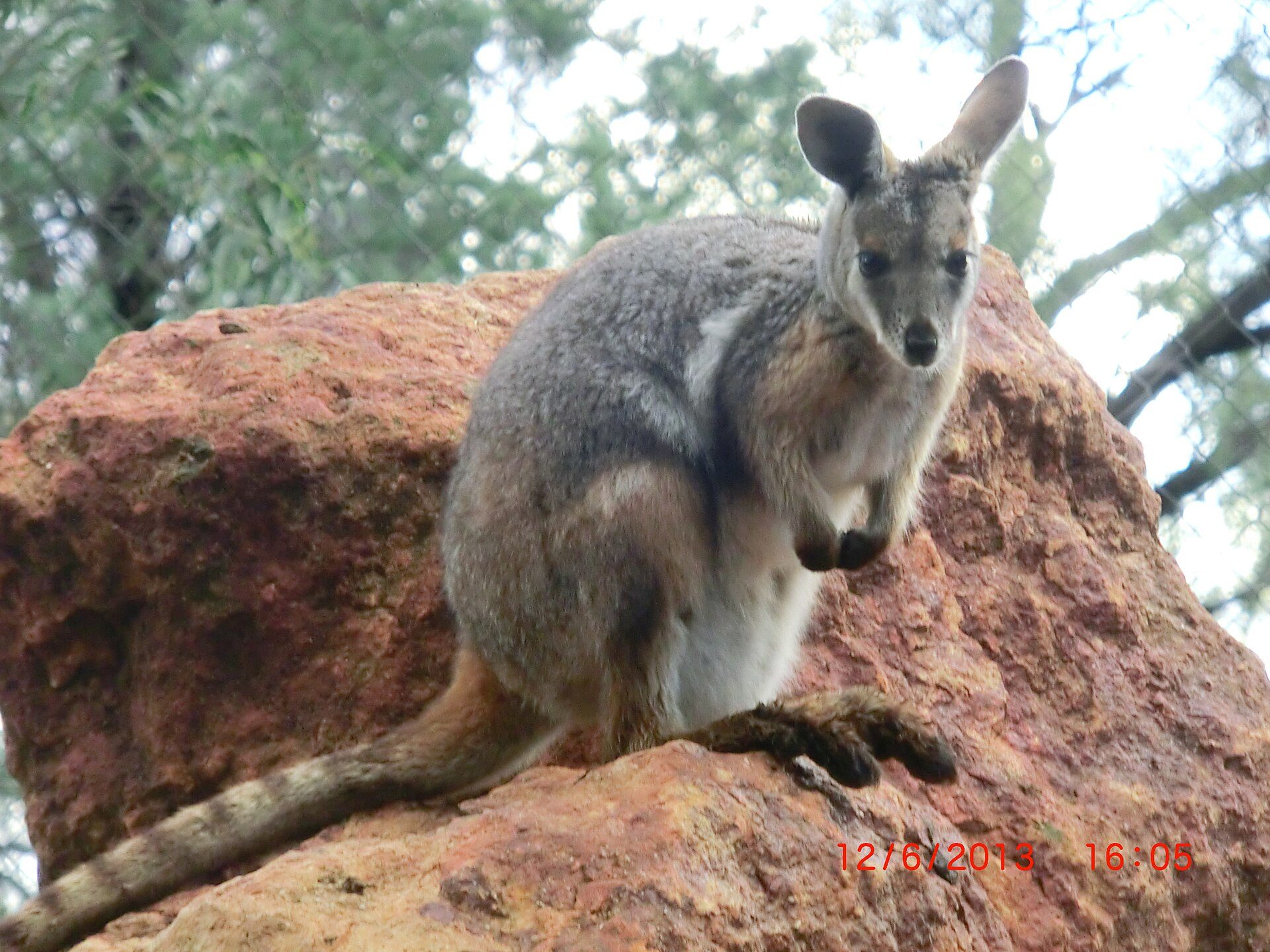 Charleville Bush Camp — Charleville, QLD