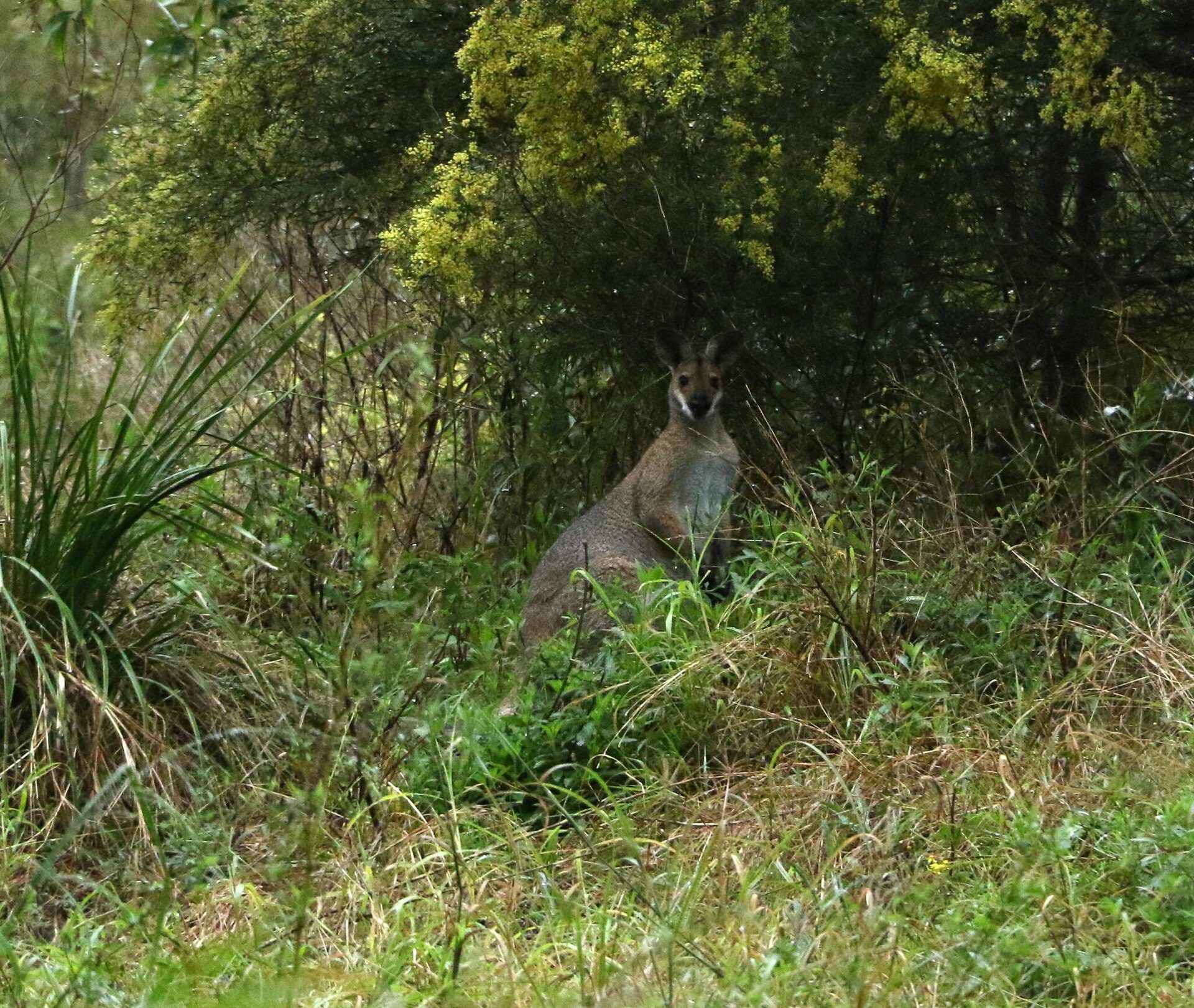Ivory's Rock Cabin Park in Ivory's Rock, QLD — photo 1