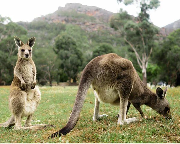 NRMA Halls Gap Holiday Park in Halls Gap, VIC — photo 4