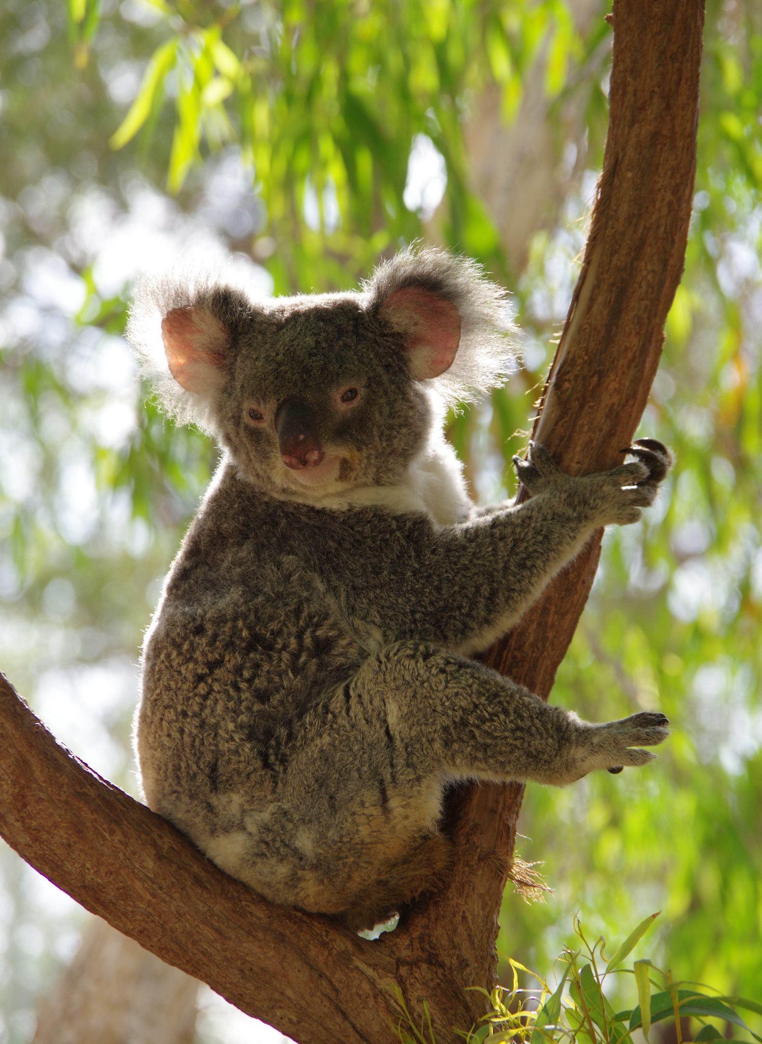Magnetic Island Tours in Magnetic Island, QLD — photo 2