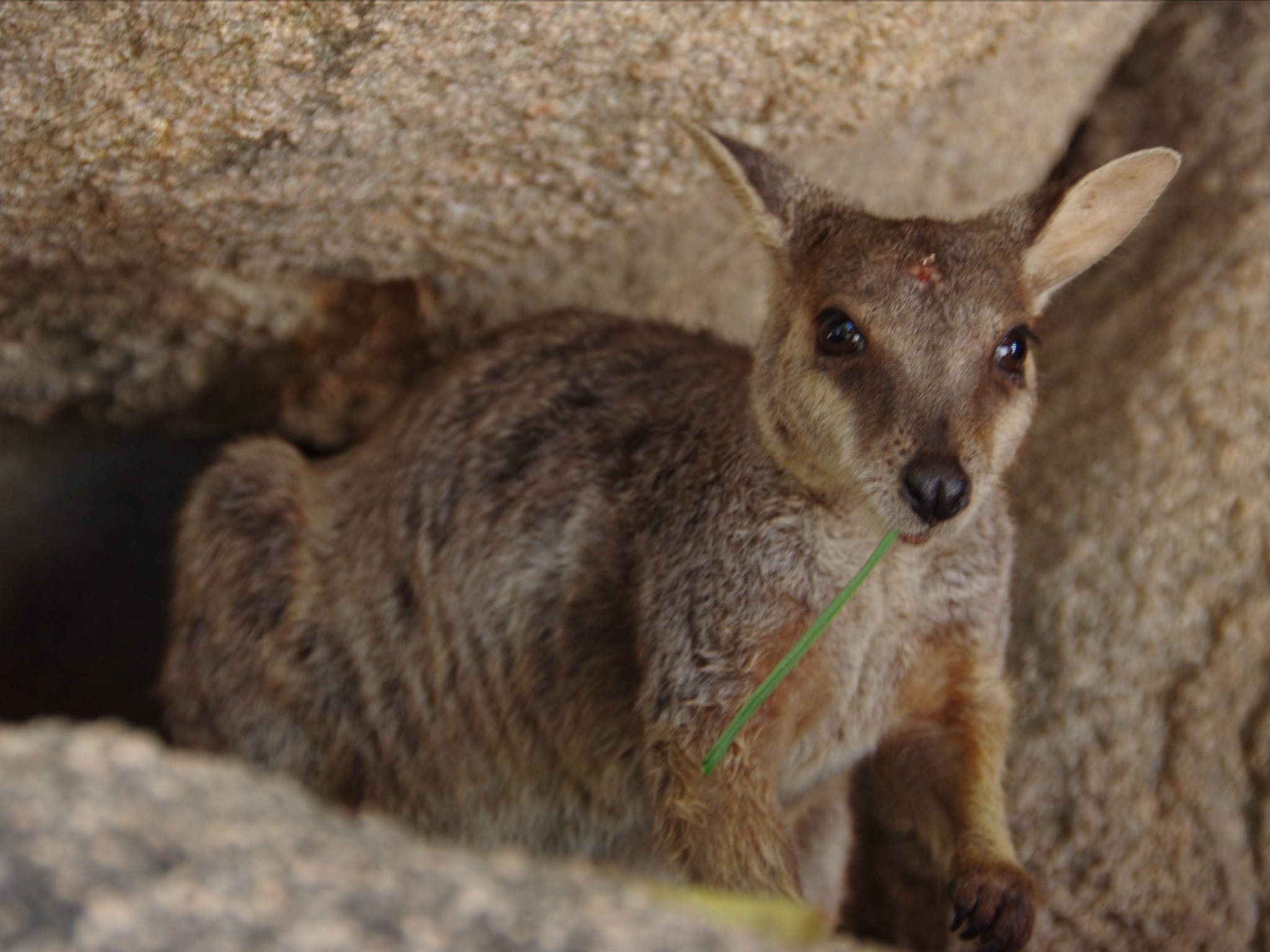 Magnetic Island Tours in Magnetic Island, QLD — photo 3