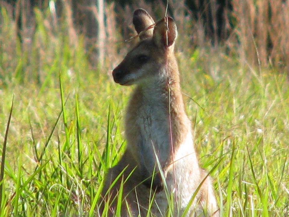 Vision Walks - Eco Tours in Byron Bay, NSW — photo 5