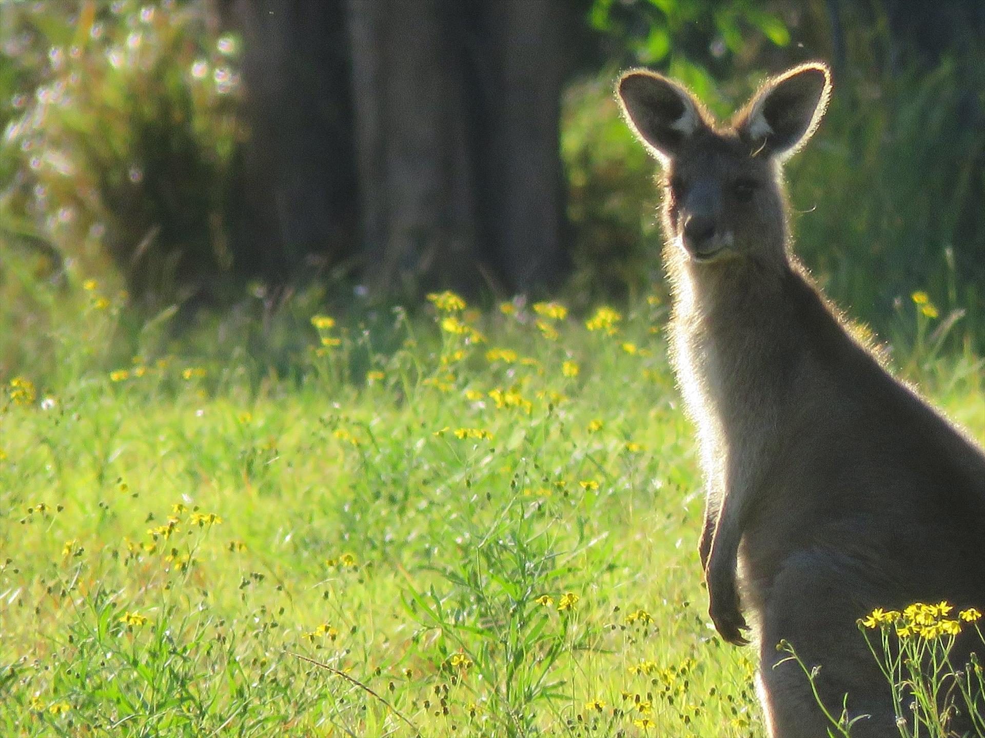 Vision Walks - Eco Tours in Byron Bay, NSW — photo 2