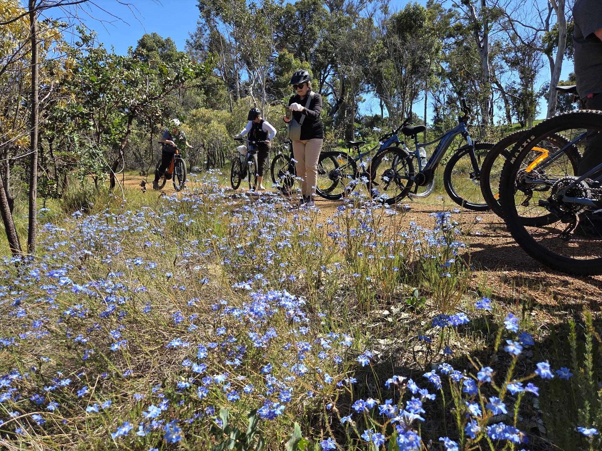 Forest Explorers in Collie, WA — photo 1