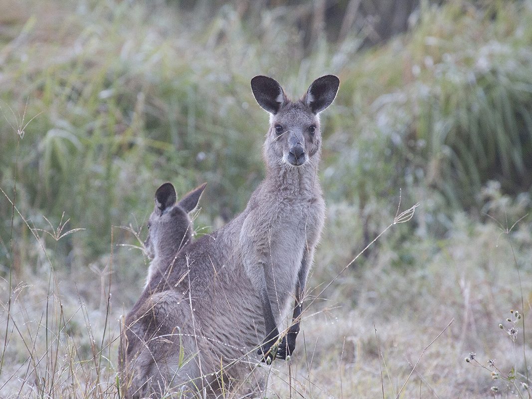 Brisbane Nature Tours in Brighton, QLD — photo 4