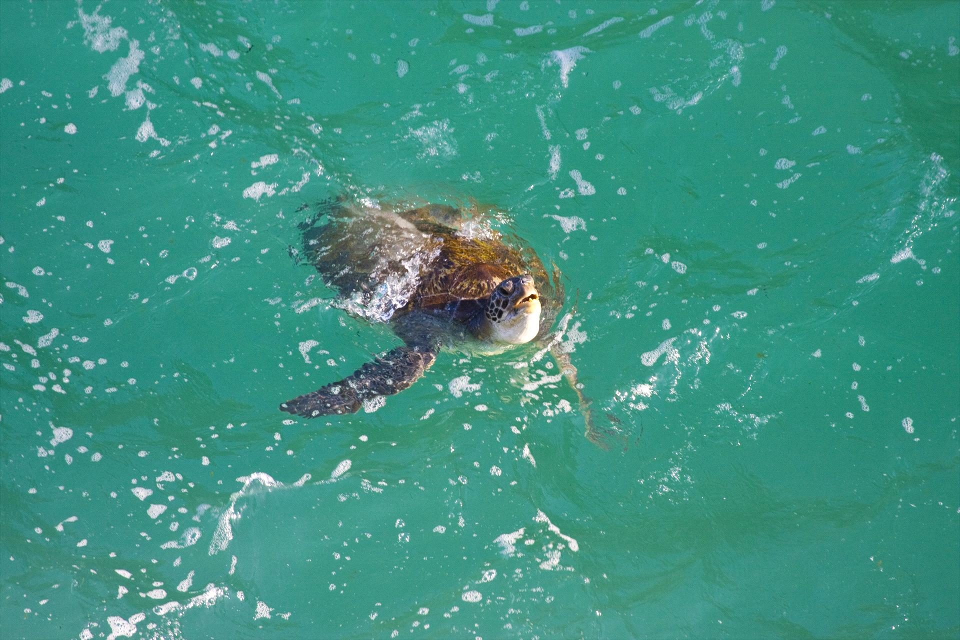 Brisbane Nature Tours in Brighton, QLD — photo 1