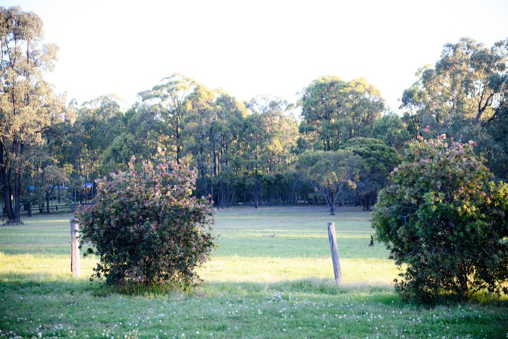 Wattle Wilde in Lovedale, NSW — photo 2